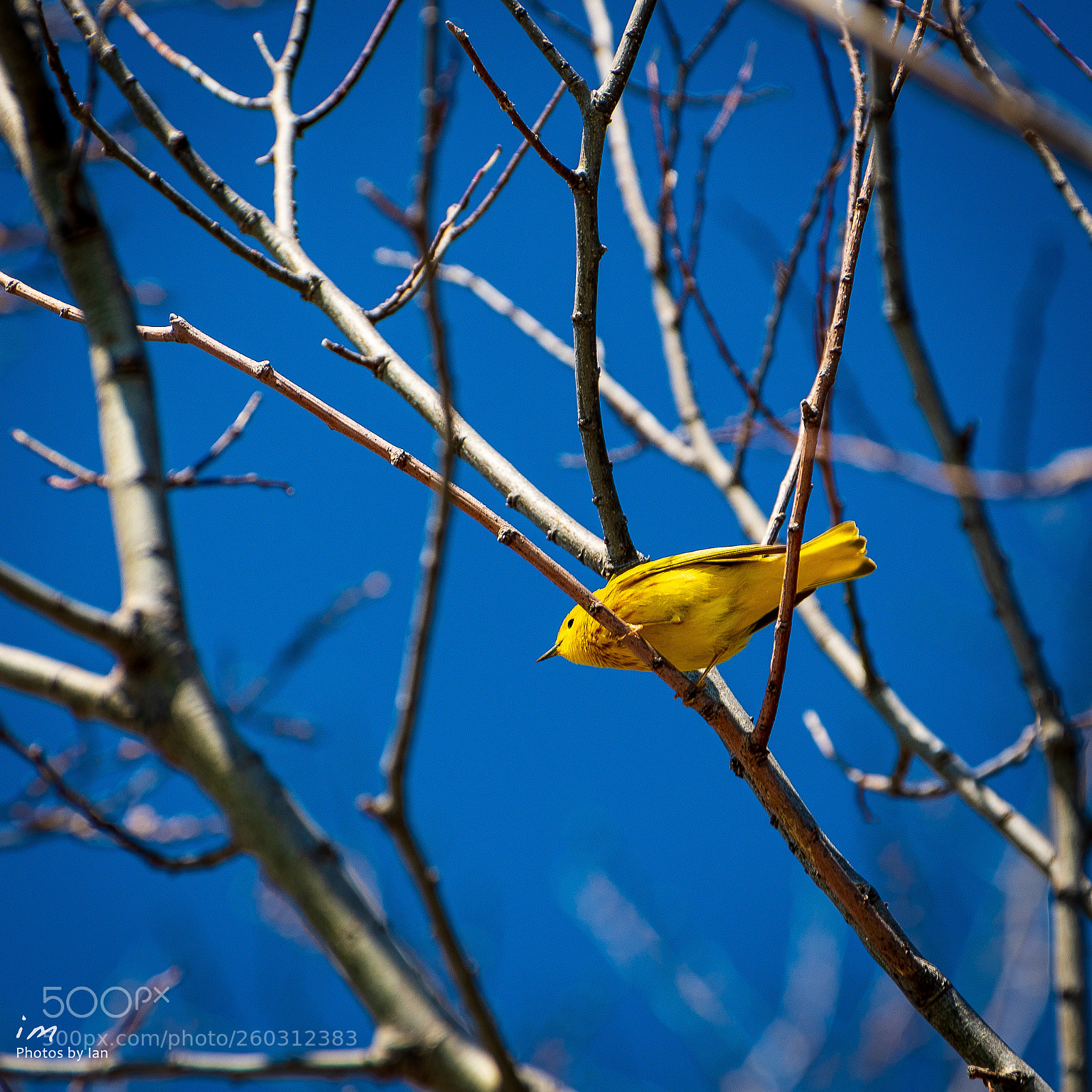 Nikon D610 sample photo. Yellow warbler at point photography
