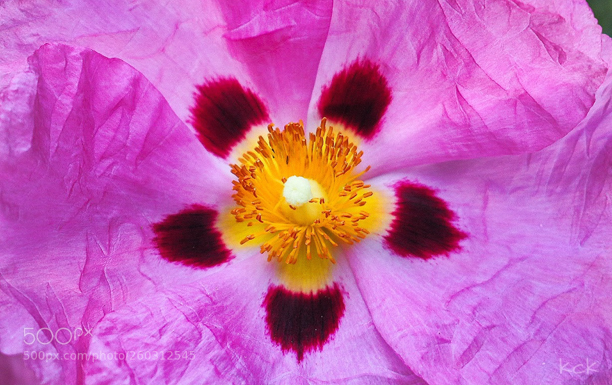 Olympus OM-D E-M10 II sample photo. Living color. photography