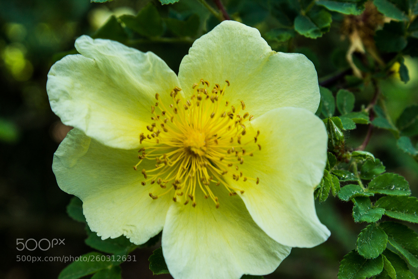 Canon EOS 600D (Rebel EOS T3i / EOS Kiss X5) sample photo. Jaune sur jaune photography