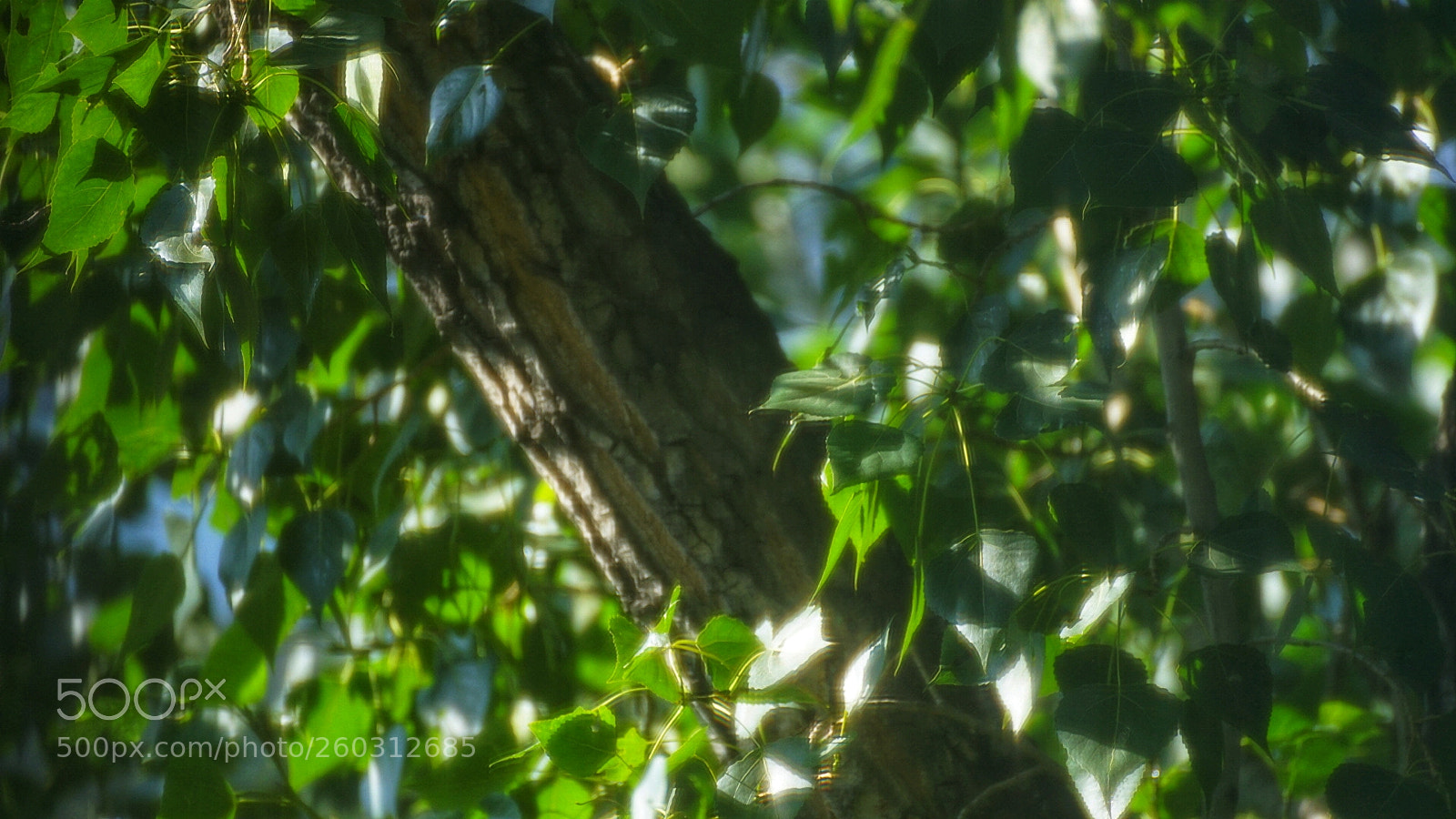Sony a7 II sample photo. Untitled photography