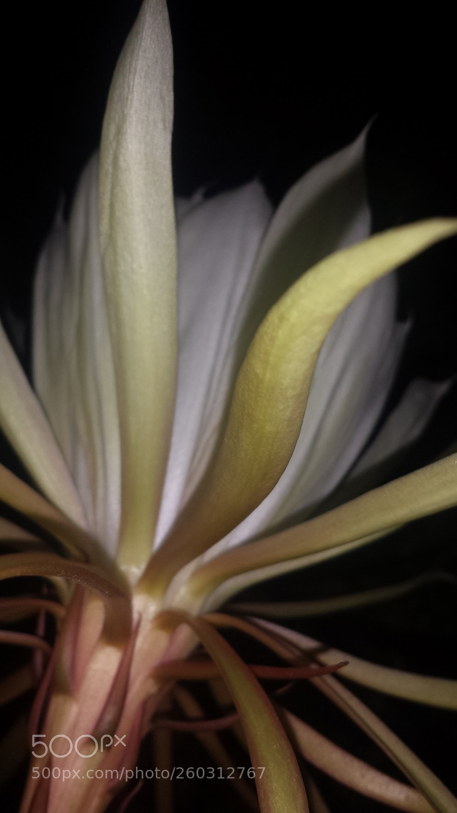Samsung Galaxy S4 sample photo. Untitled photography