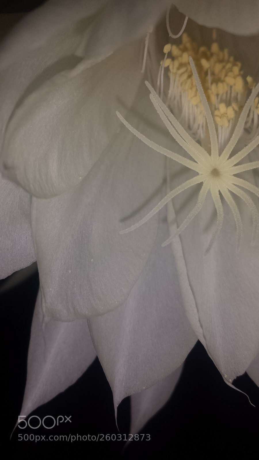 Samsung Galaxy S4 sample photo. Untitled photography