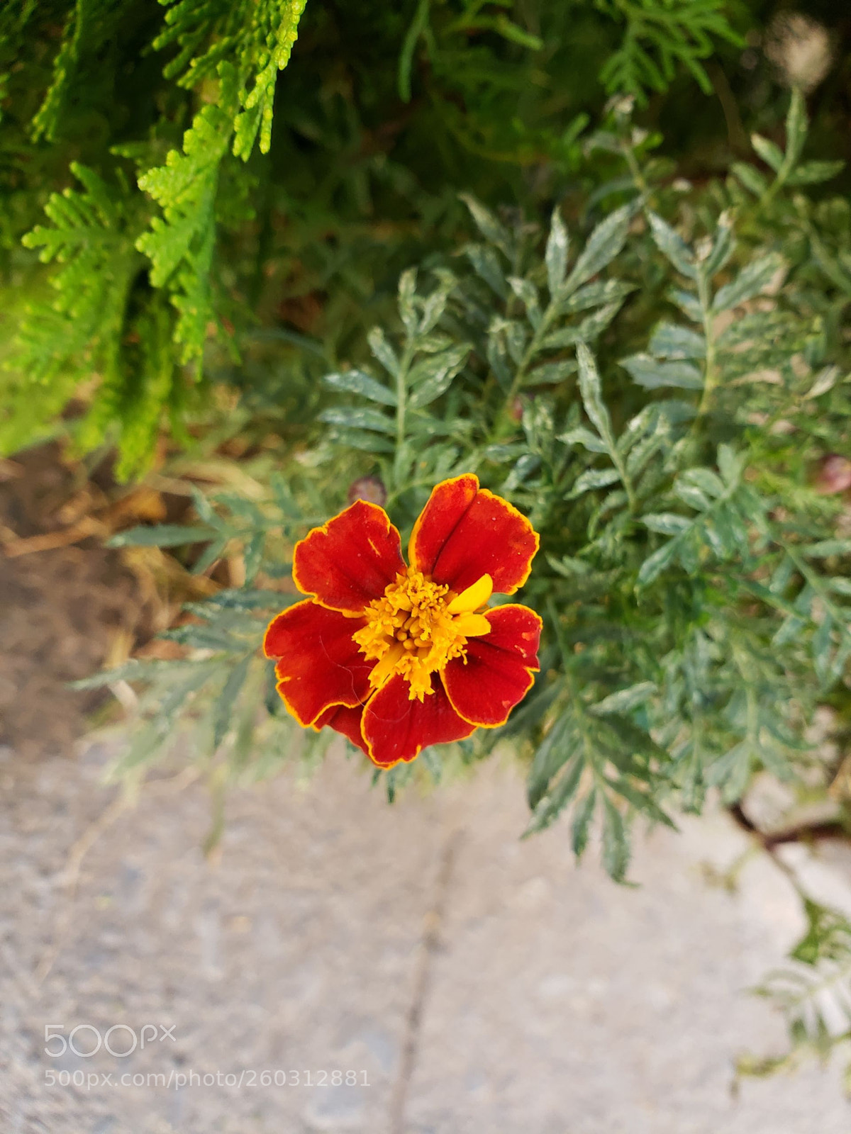 Samsung Galaxy S9 sample photo. Untitled photography