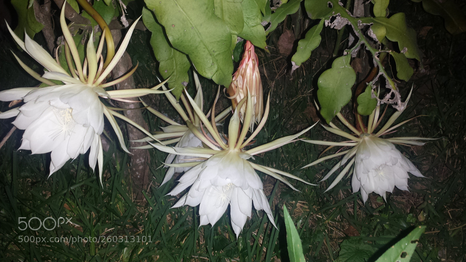 Samsung Galaxy S4 sample photo. Untitled photography