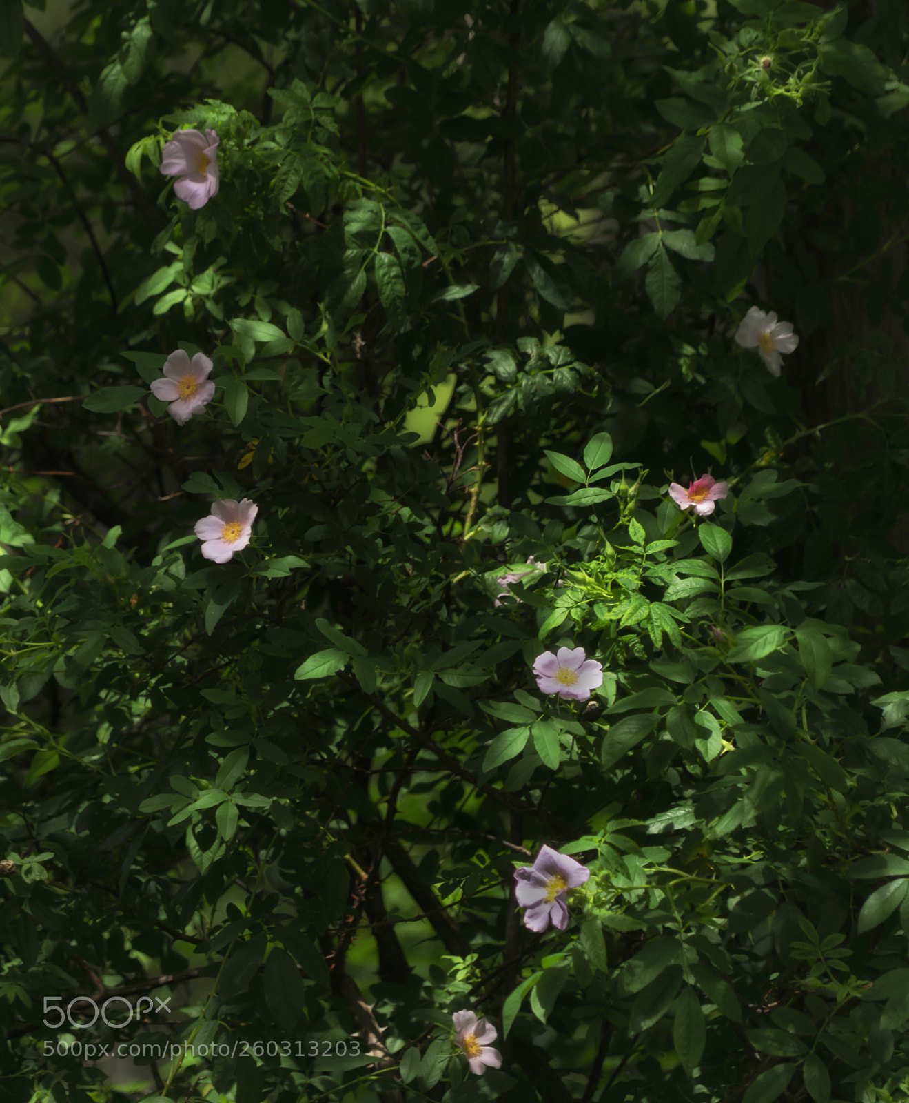 Sony a7R III sample photo. Wild primroses photography