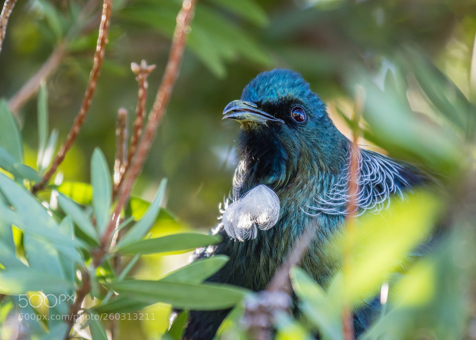 Canon EOS 7D Mark II sample photo. Our local tui... lovely photography