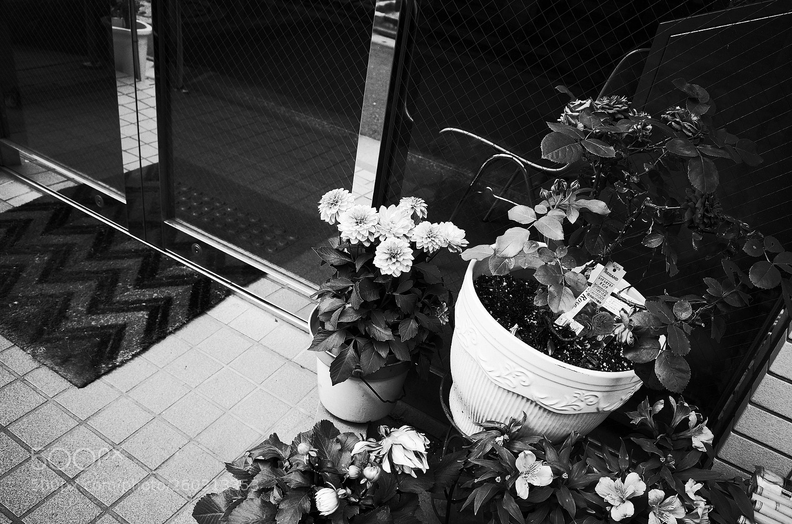 Ricoh GR II sample photo. Flowers photography