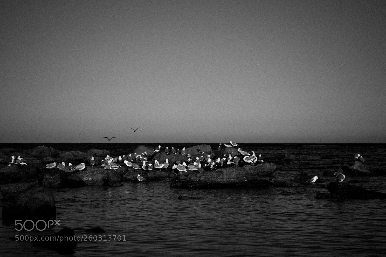 Fujifilm X-T20 sample photo. Seagulls  photography