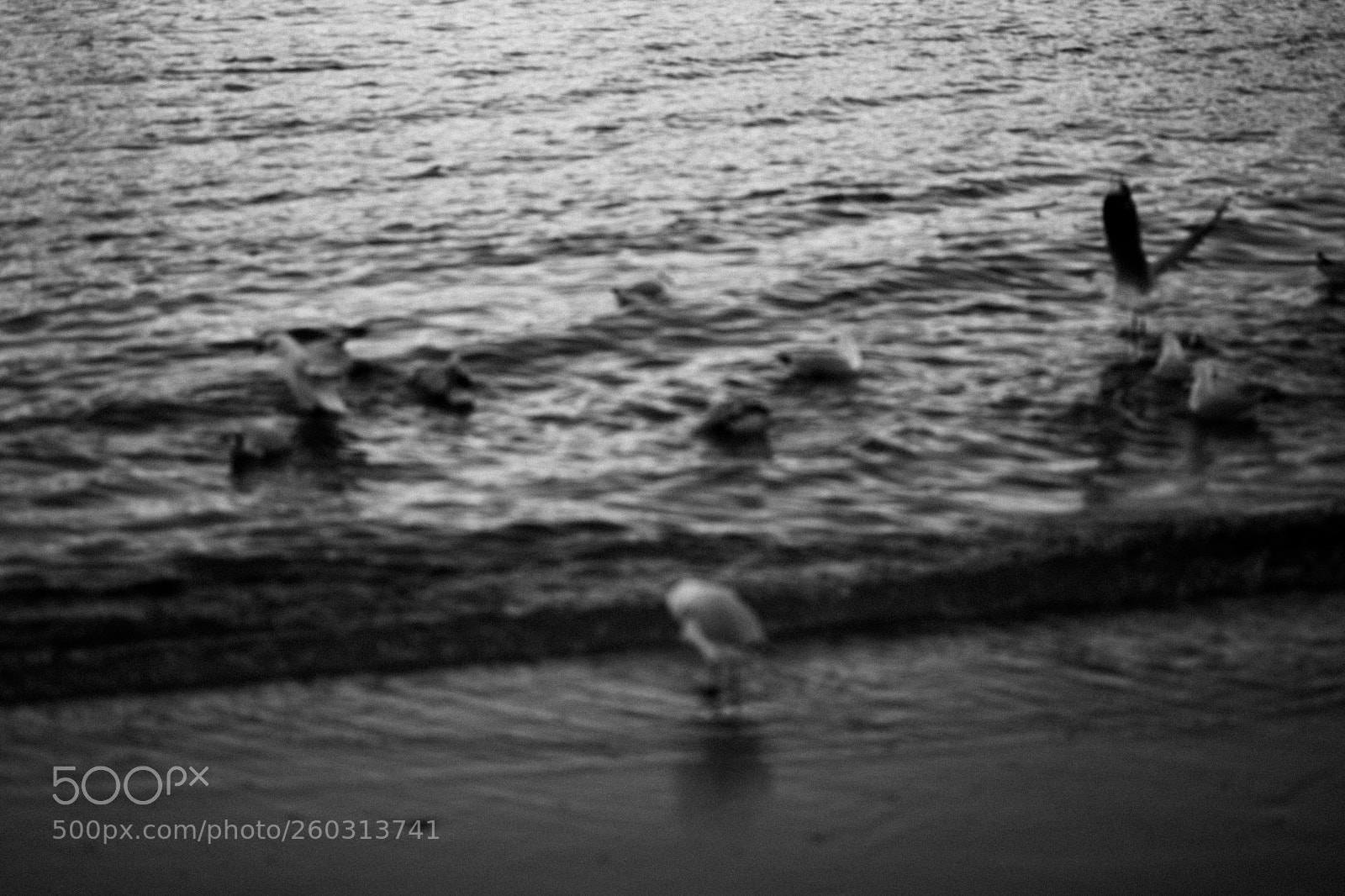 Fujifilm X-T20 sample photo. Seagulls  photography