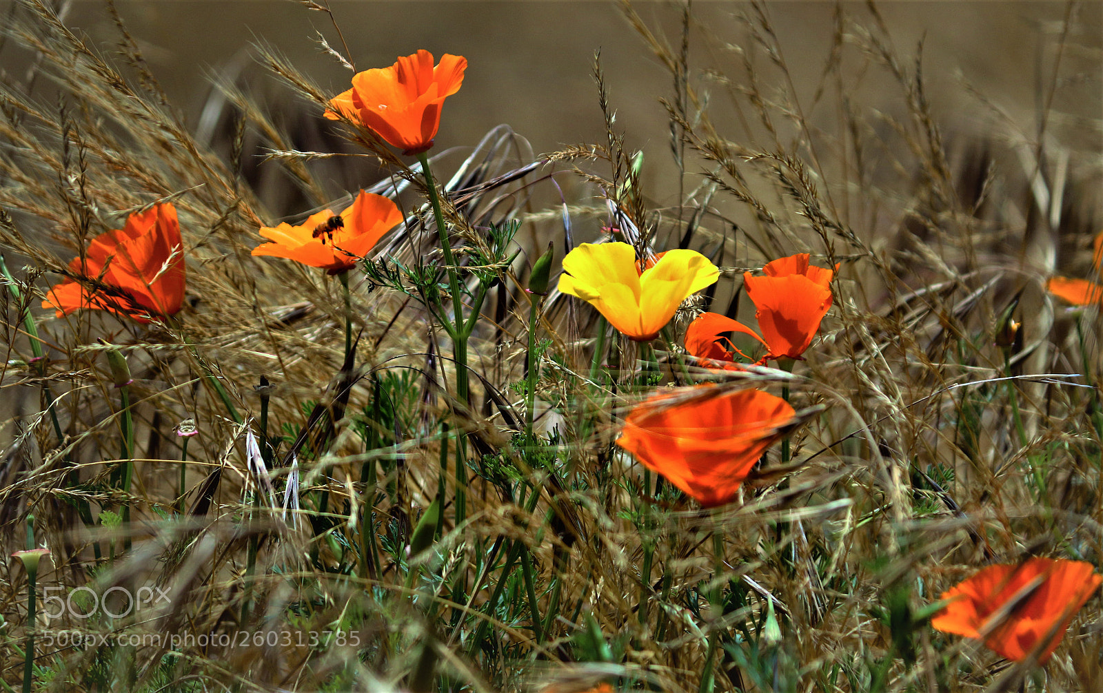 Canon EOS 70D sample photo. Late spring poppies photography
