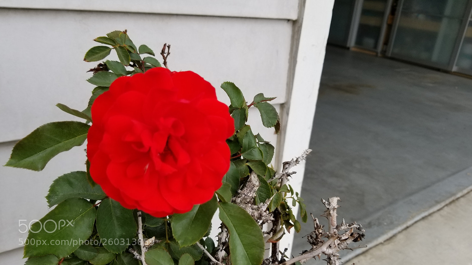 Samsung Galaxy S8 sample photo. Red flower photography