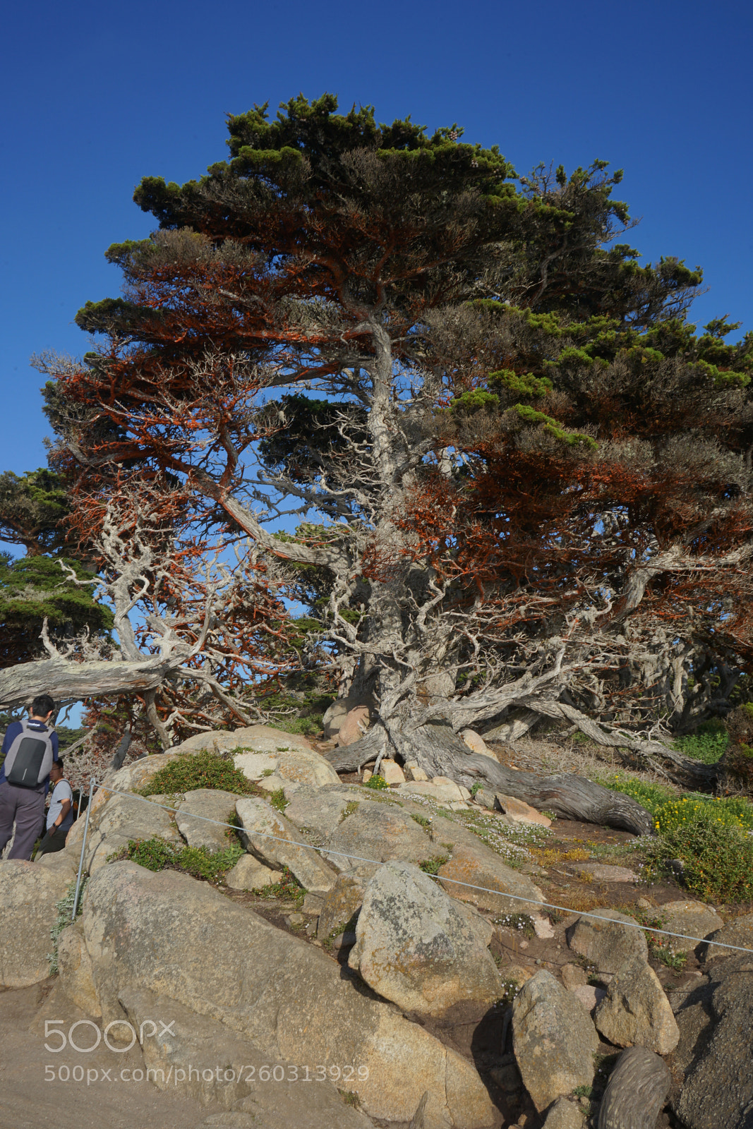 Sony a7 II sample photo. Dsc photography