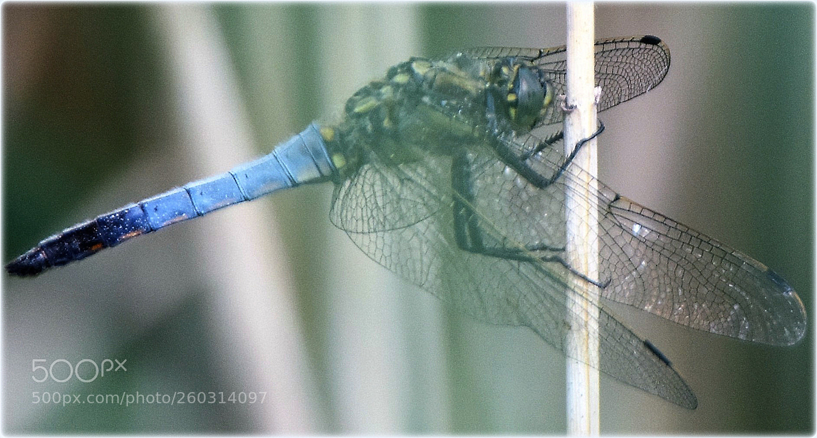 Nikon D7200 sample photo. "transparment" photography