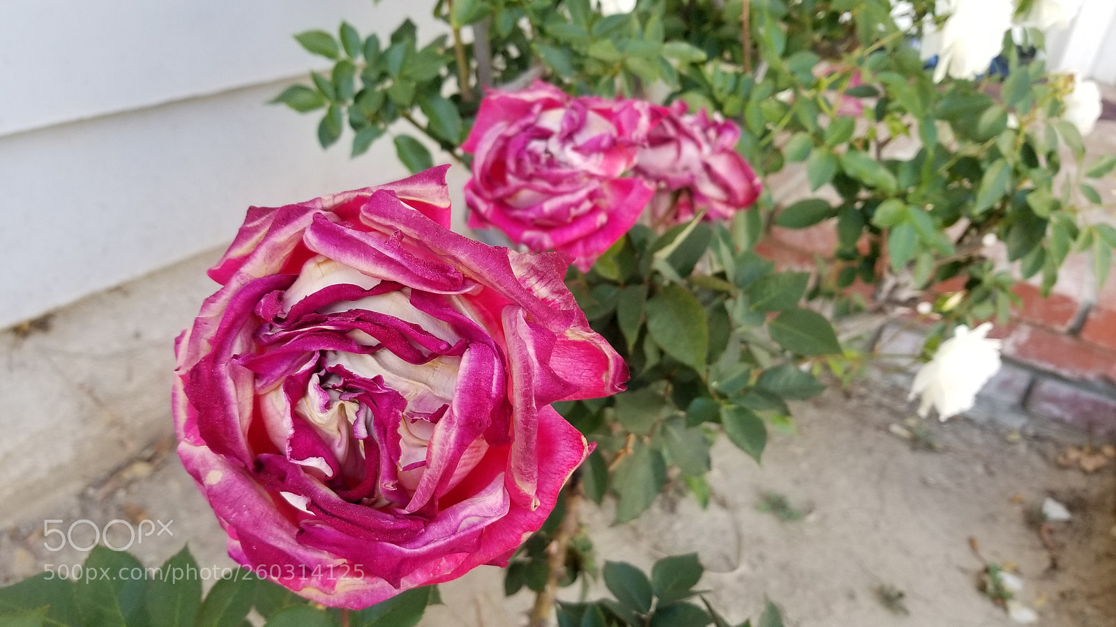 Samsung Galaxy S8 sample photo. Purple pink and white photography