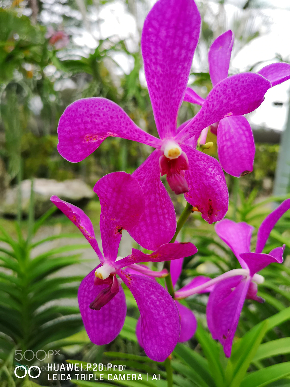 HUAWEI CLT-L29 sample photo. Untitled photography