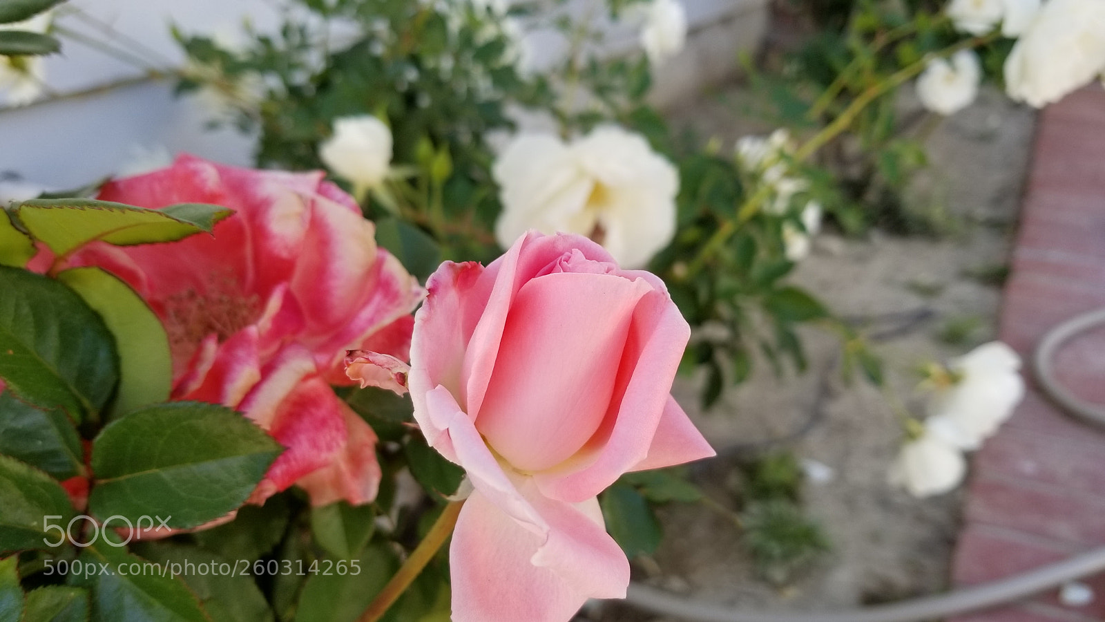 Samsung Galaxy S8 sample photo. Pink flower photography
