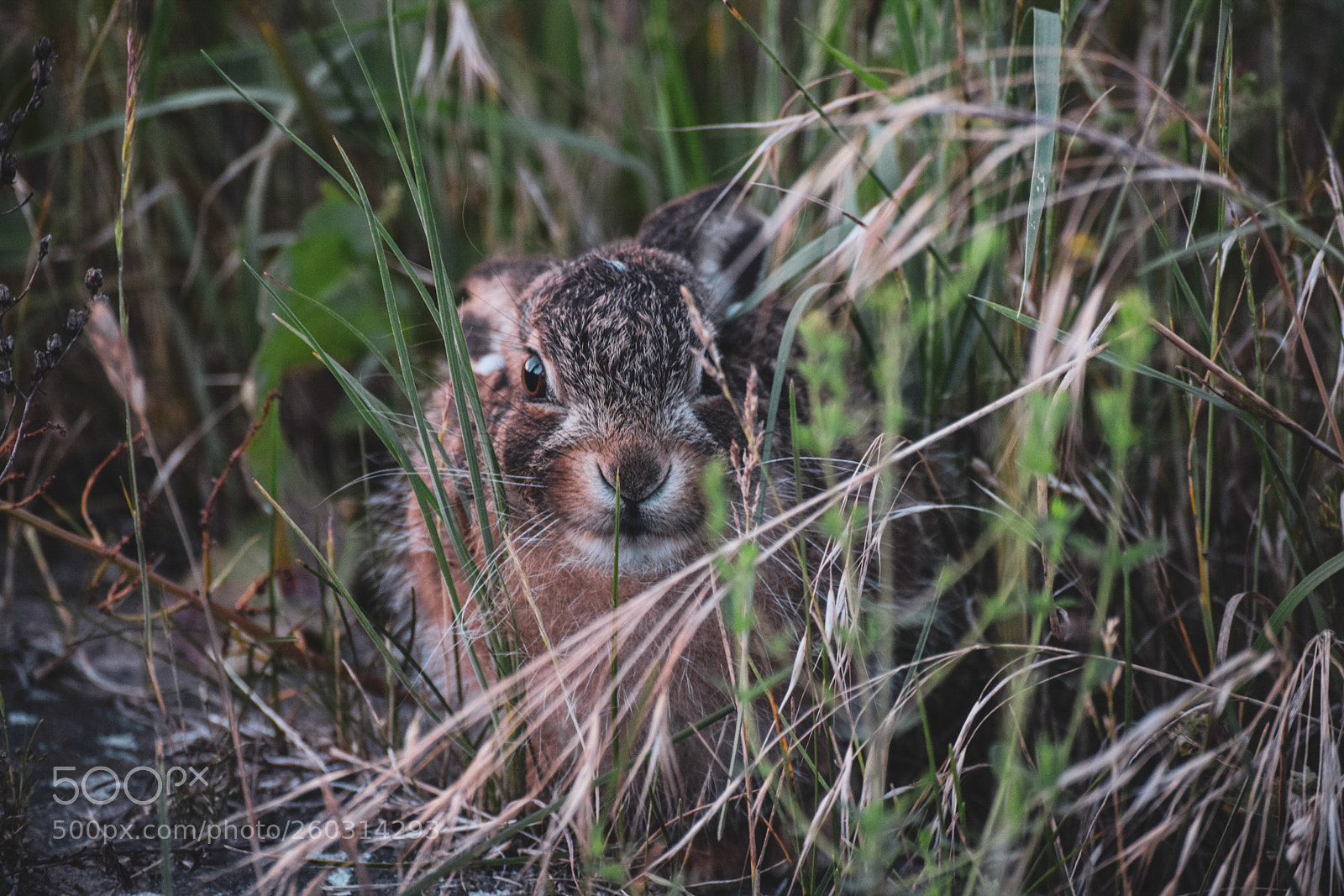 Nikon D3300 sample photo. The young rabbit 2 photography