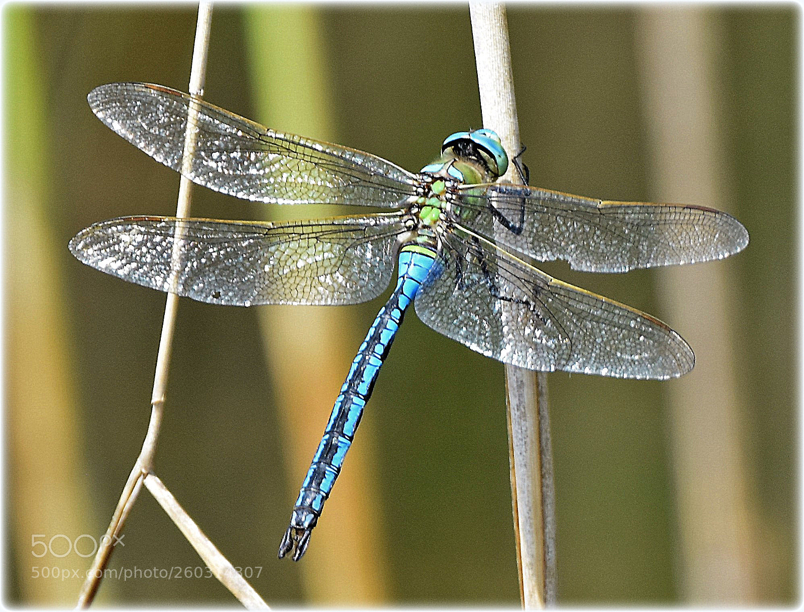 Nikon D7200 sample photo. "moosjungfer" photography