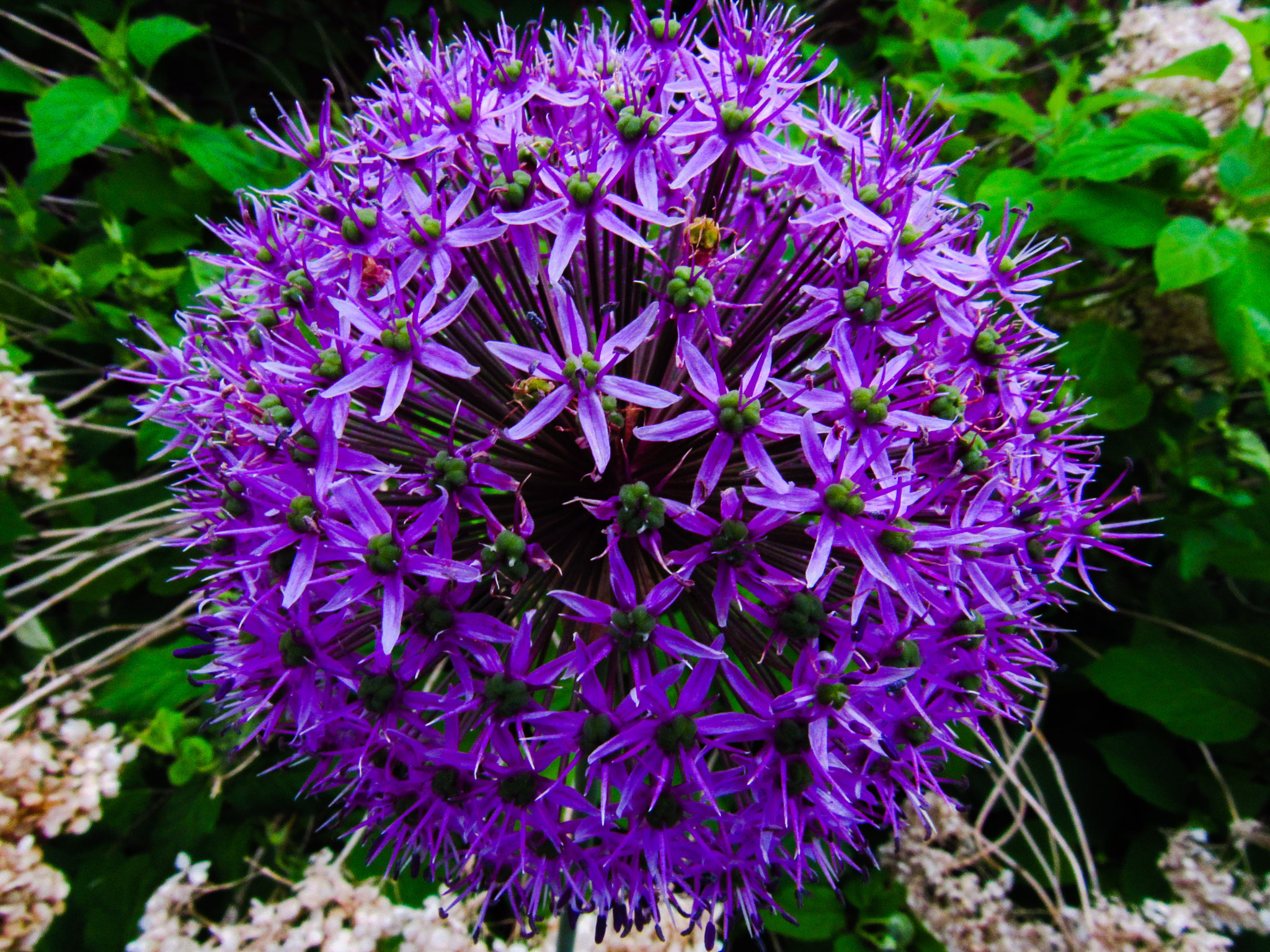 Canon PowerShot SX520 HS sample photo. Planet giganteum photography