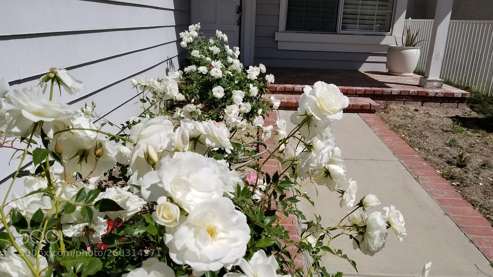 Samsung Galaxy S8 sample photo. White flowers photography