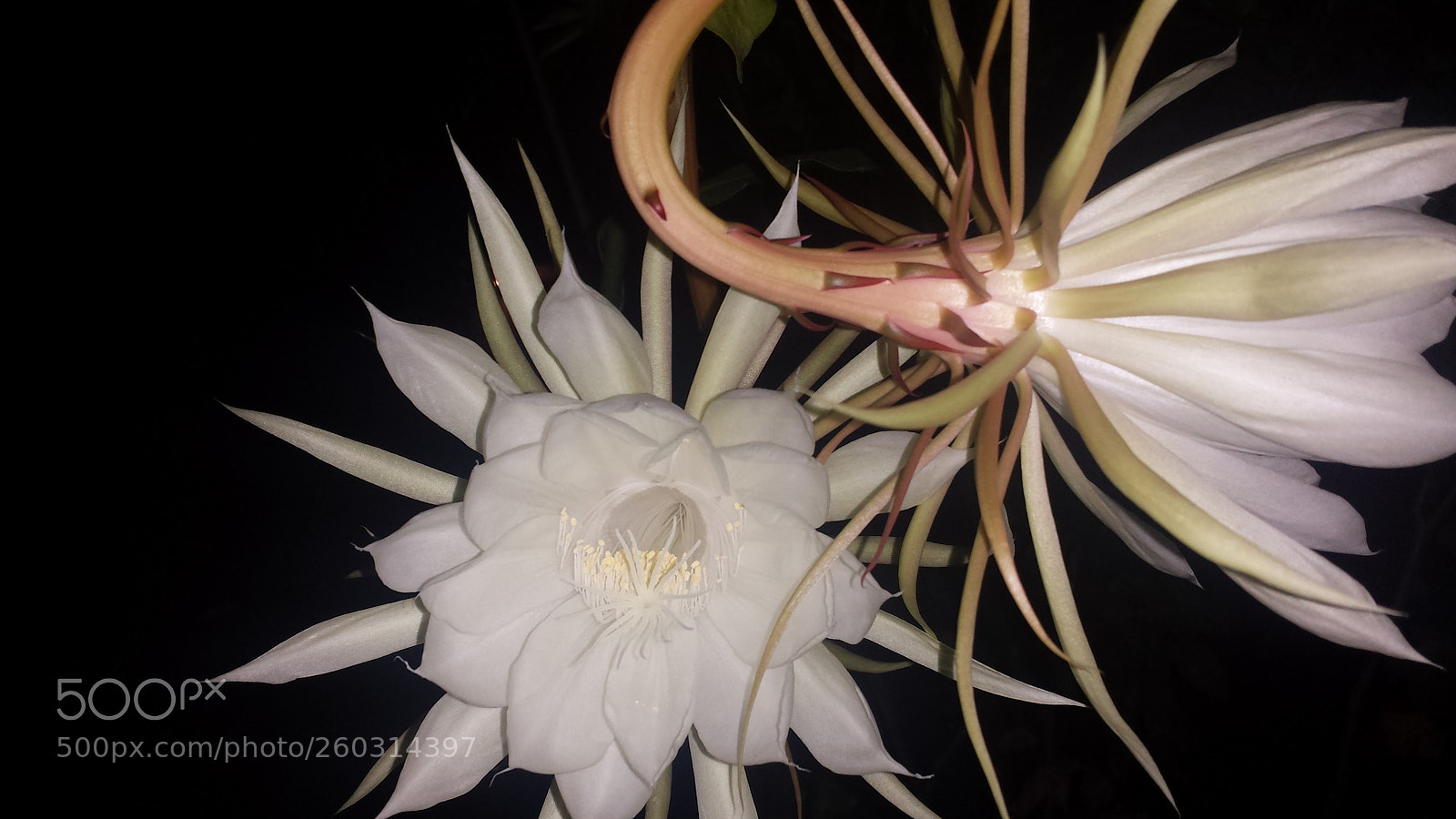 Samsung Galaxy S4 sample photo. One night flowers photography