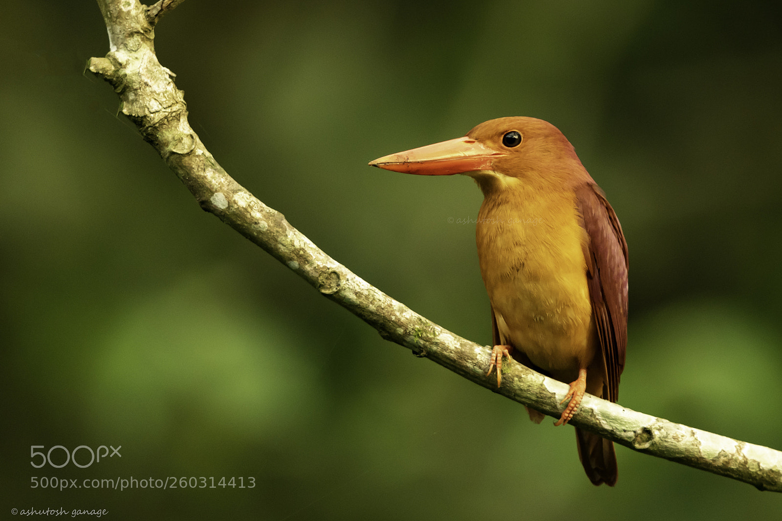 Canon EOS 7D Mark II sample photo. Ruddy kingfisher photography