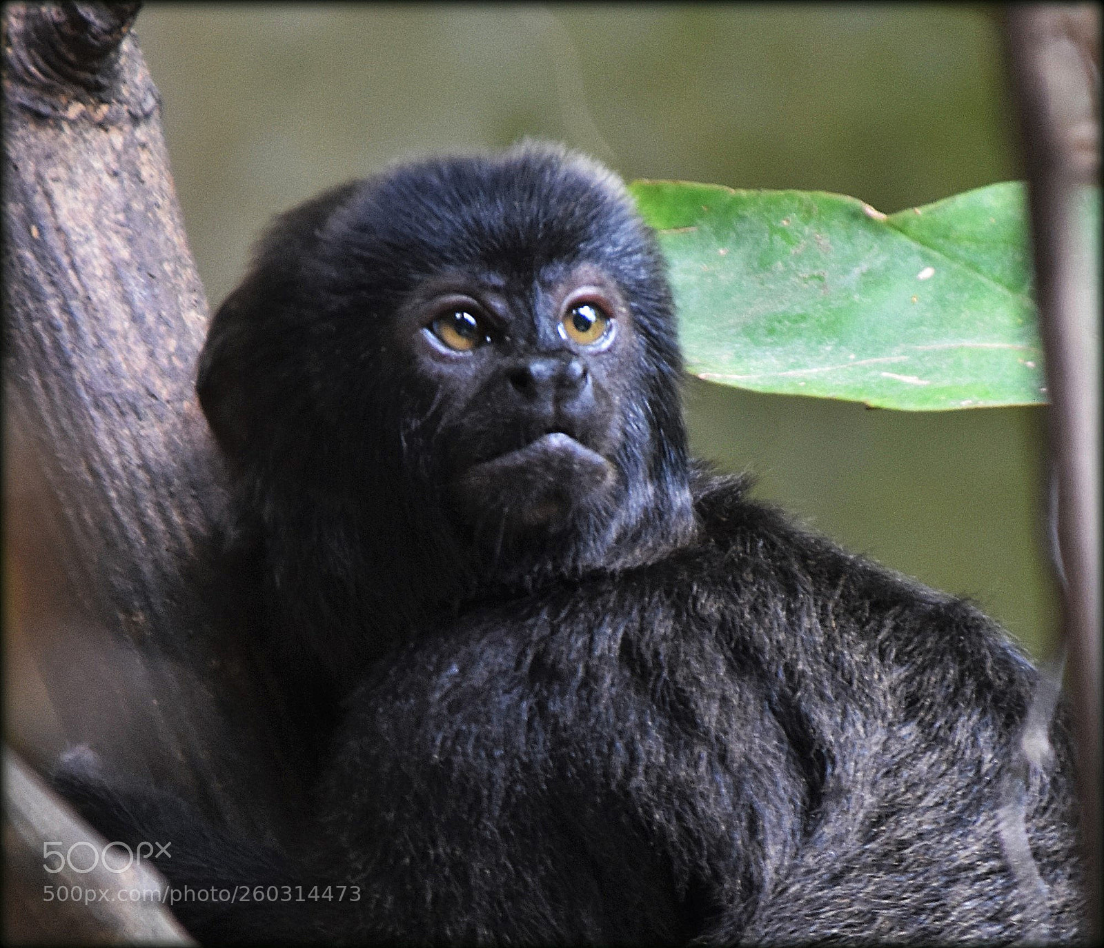 Nikon D7200 sample photo. "little ape" photography