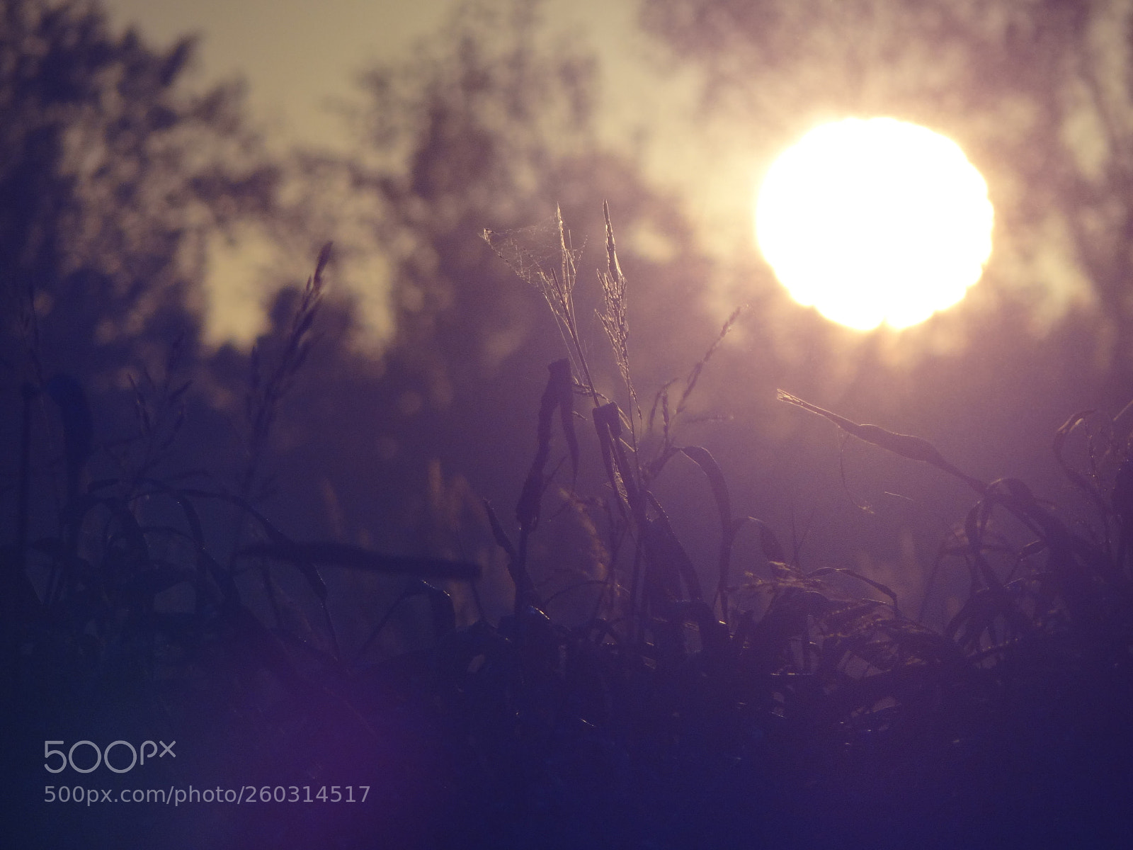 Sony Cyber-shot DSC-HX100V sample photo. Cold morning photography