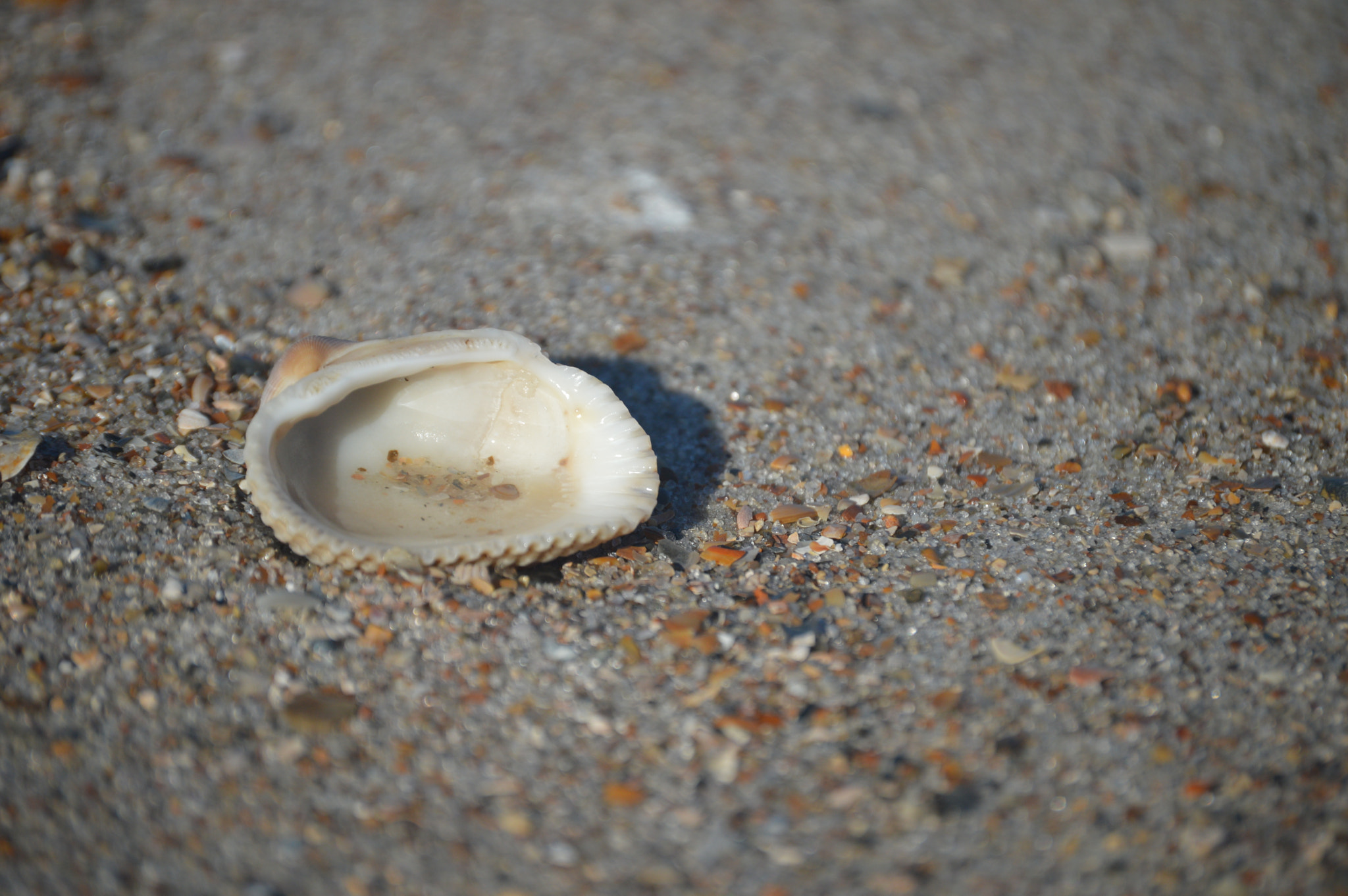 Nikon D3200 sample photo. Shell photography