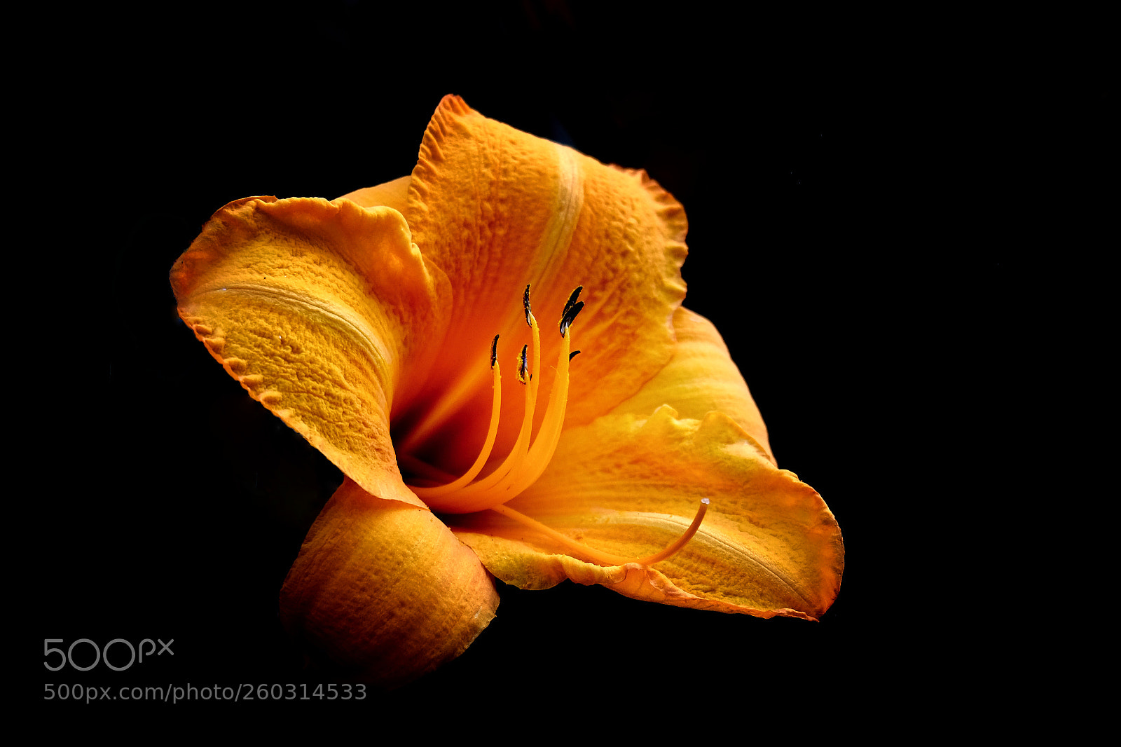 Fujifilm X-E3 sample photo. Day-lily photography
