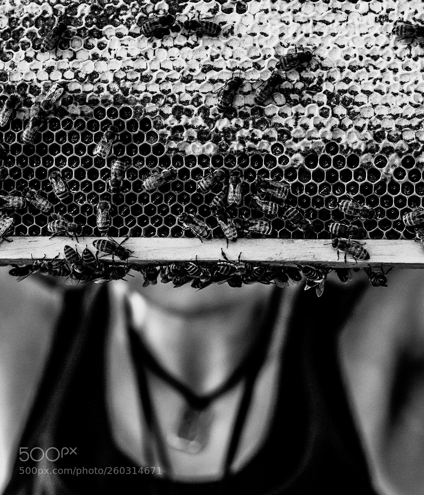 Canon EOS 80D sample photo. Bee yourself photography