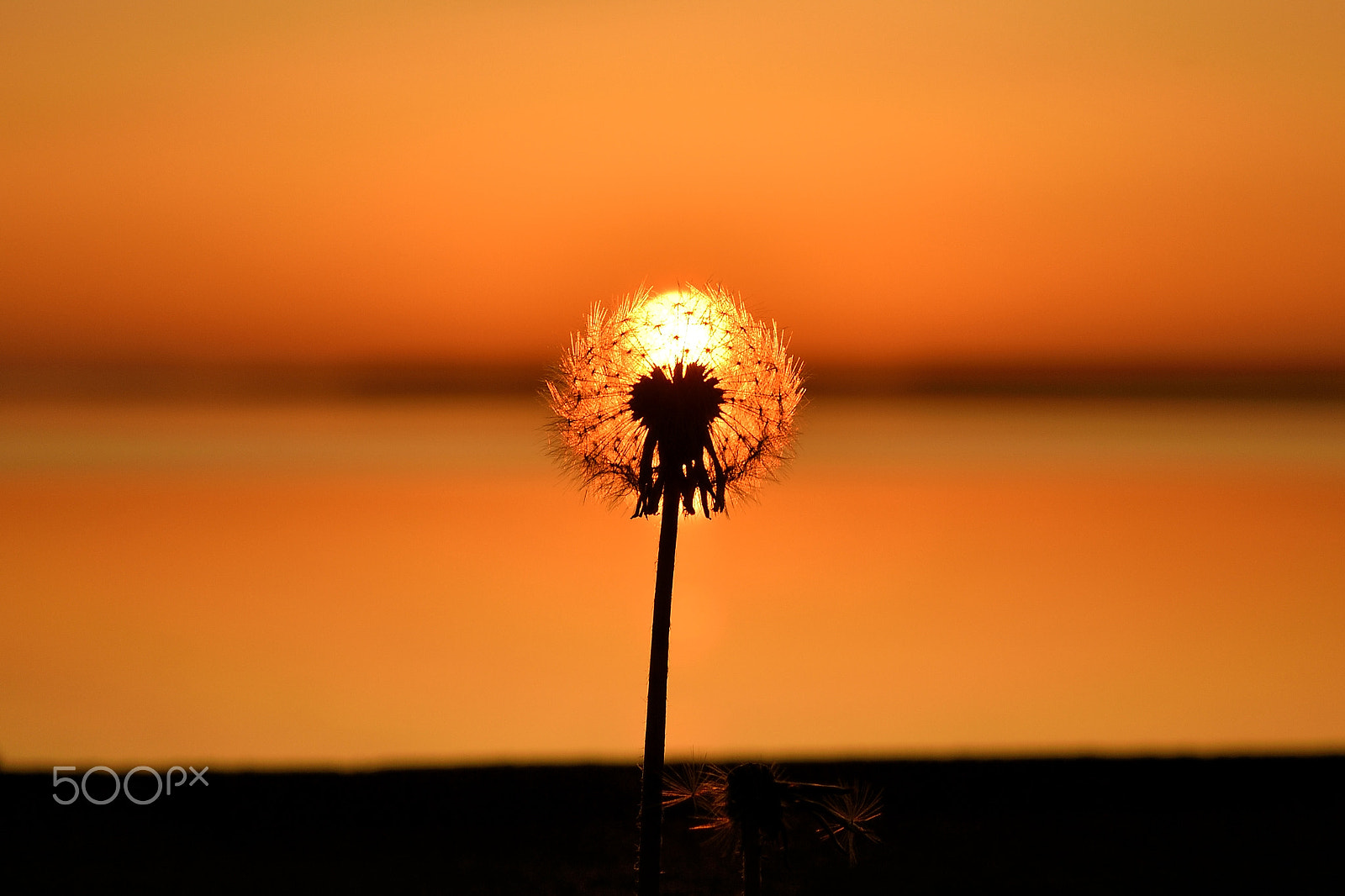 Nikon AF-S Nikkor 85mm F1.8G sample photo. Dandelion's fluff photography