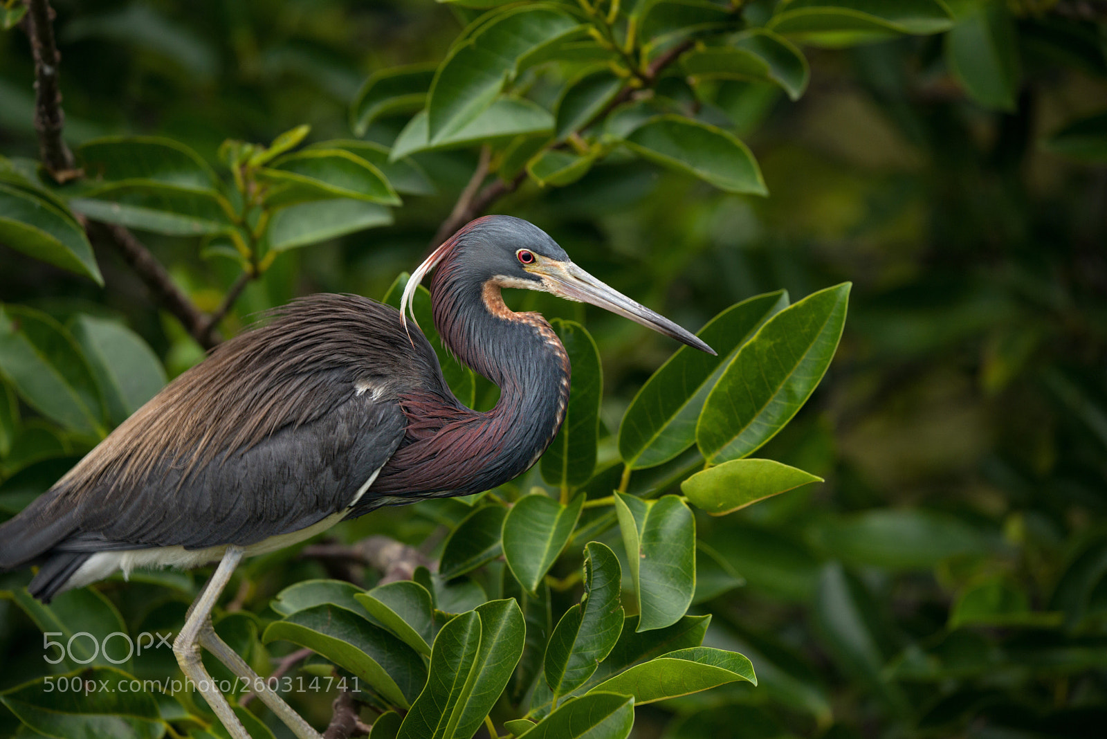 Nikon D800E sample photo. Tri color heron photography