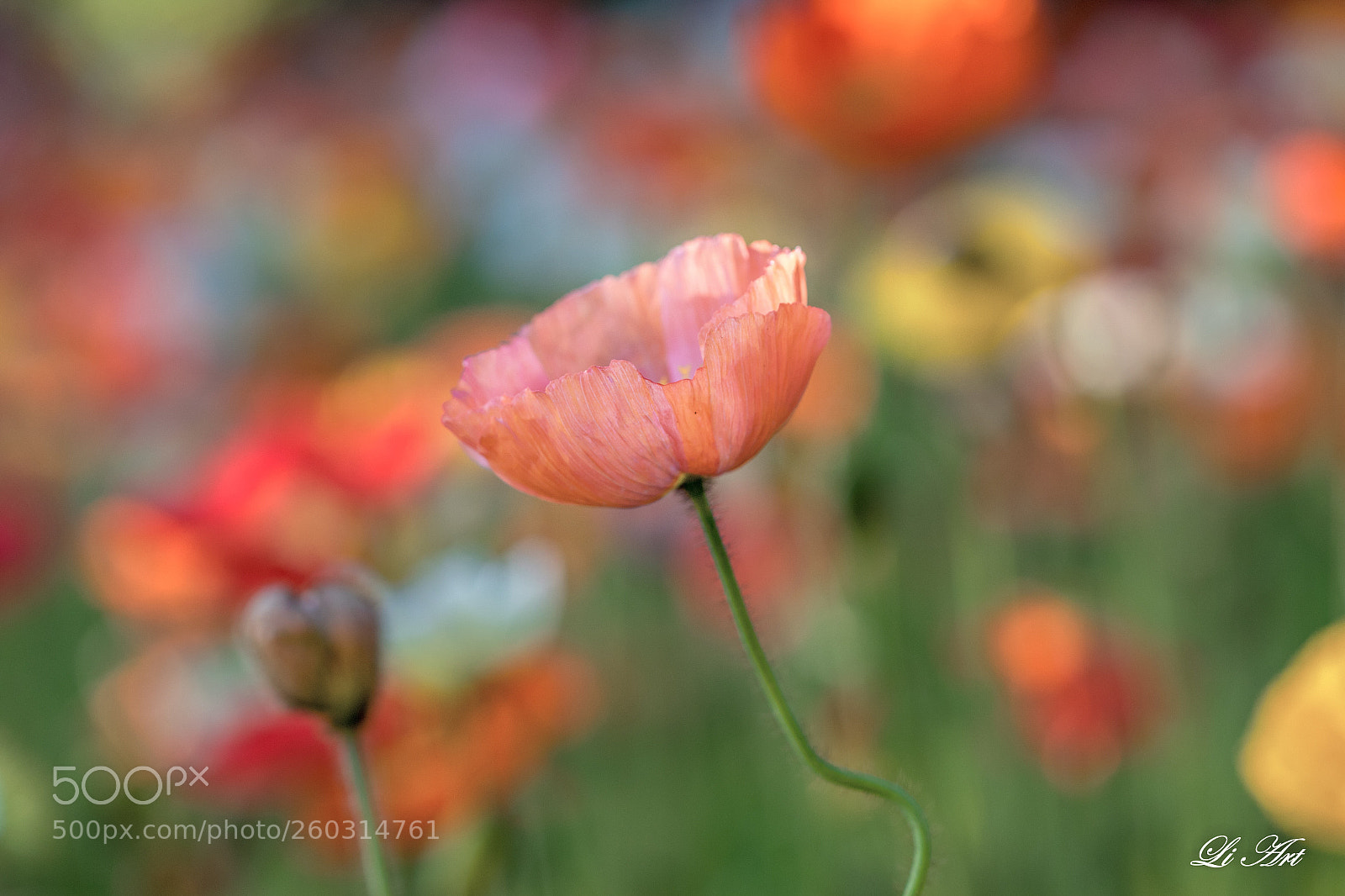Canon EOS 7D Mark II sample photo. Beautiful summer! photography
