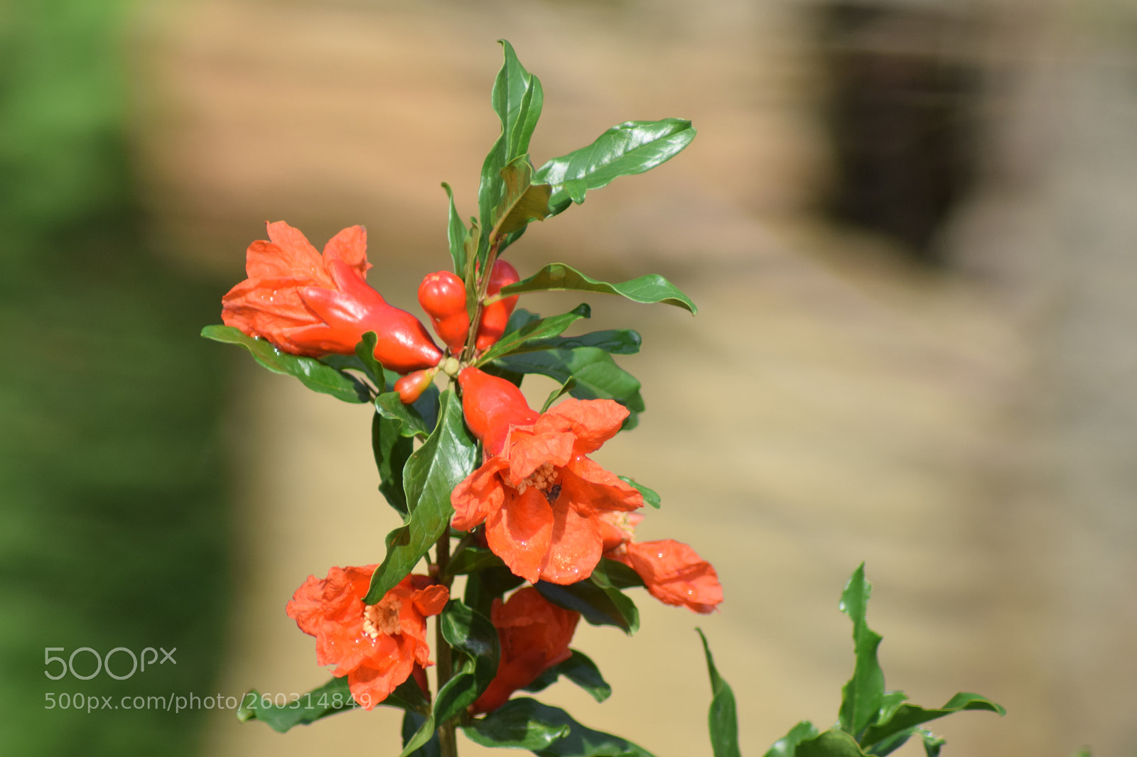Nikon D3300 sample photo. Untitled photography