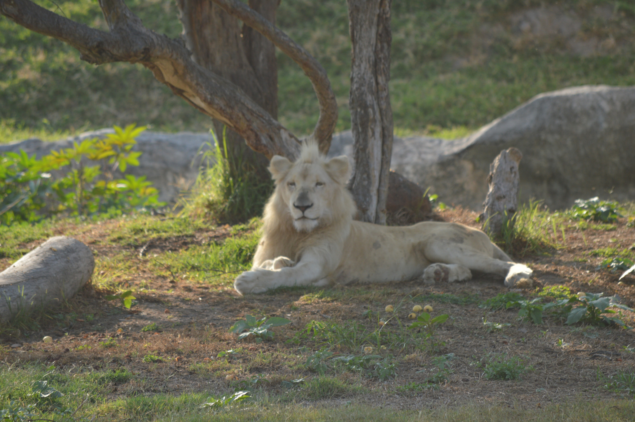 Nikon D3200 sample photo. El rey photography