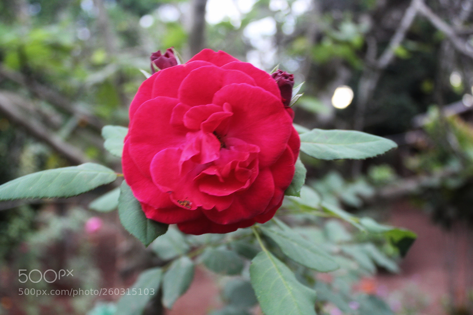 Canon EOS 1300D (EOS Rebel T6 / EOS Kiss X80) sample photo. Untitled photography