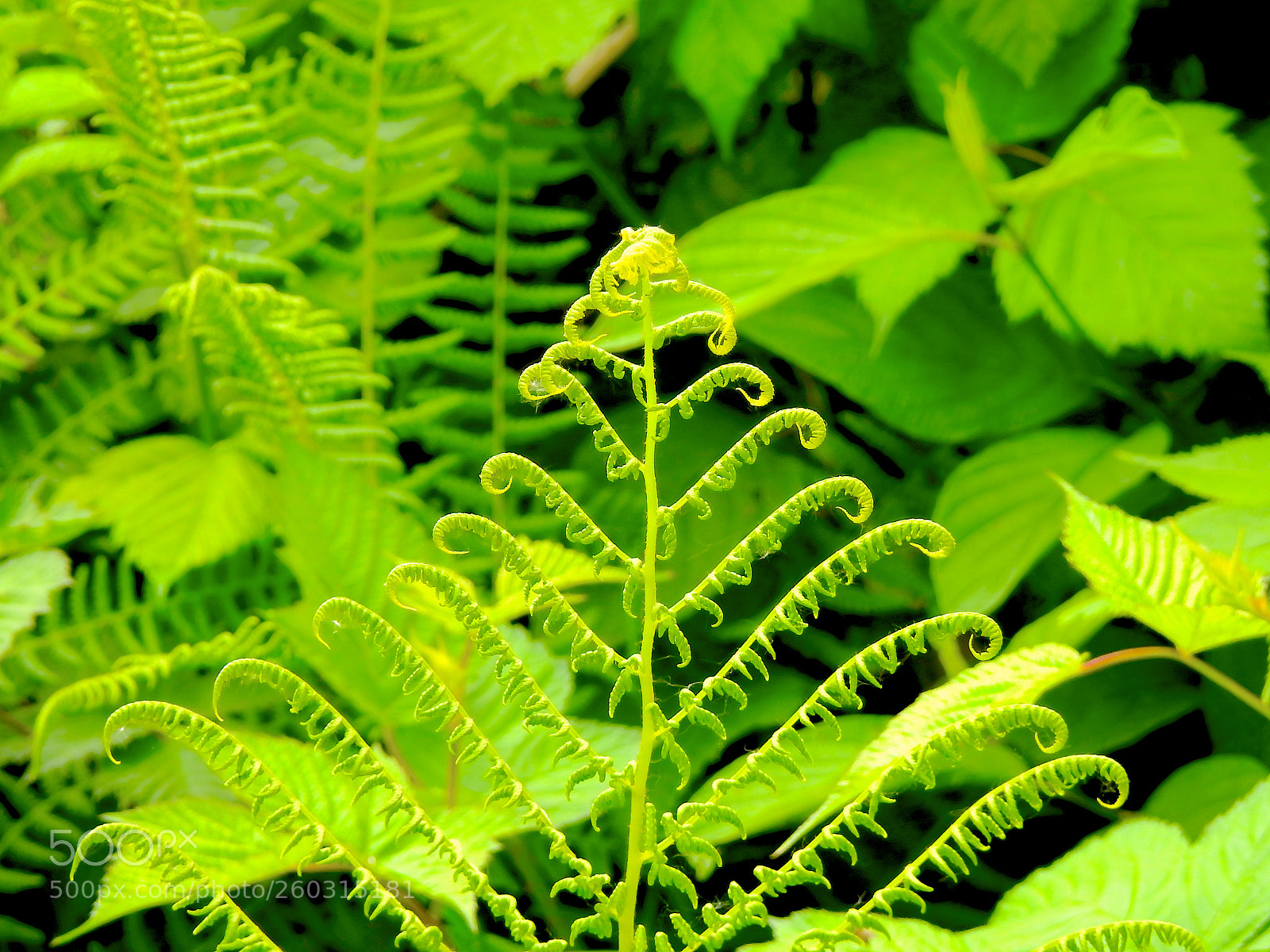 Nikon Coolpix P900 sample photo. Green photography