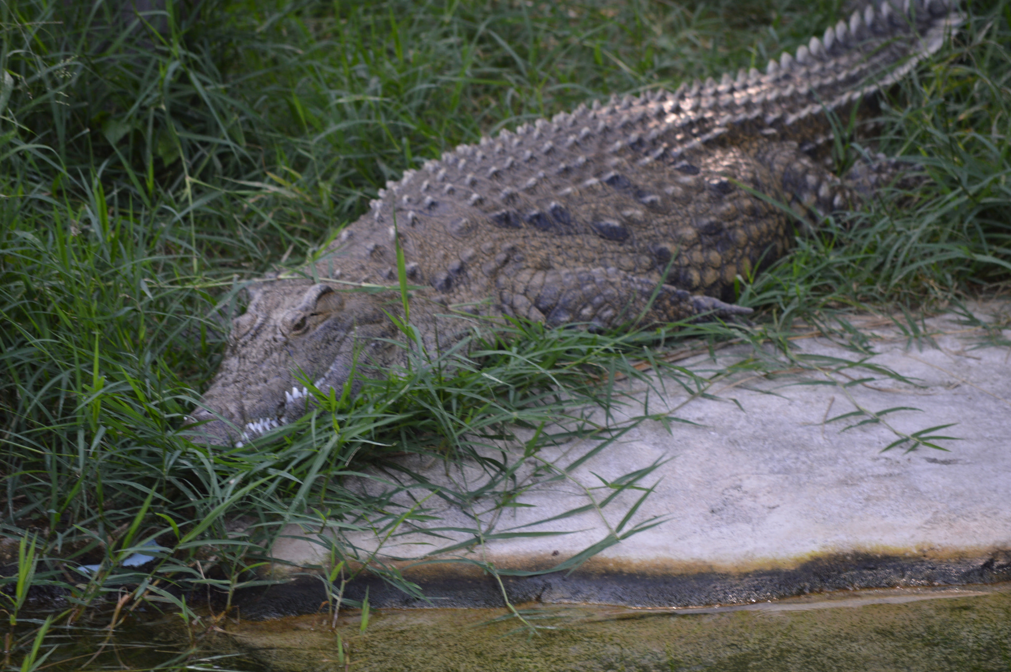 Nikon D3200 sample photo. Reptil photography