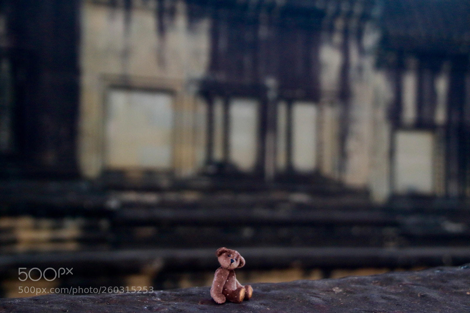 Canon EOS 7D Mark II sample photo. Little bear photography