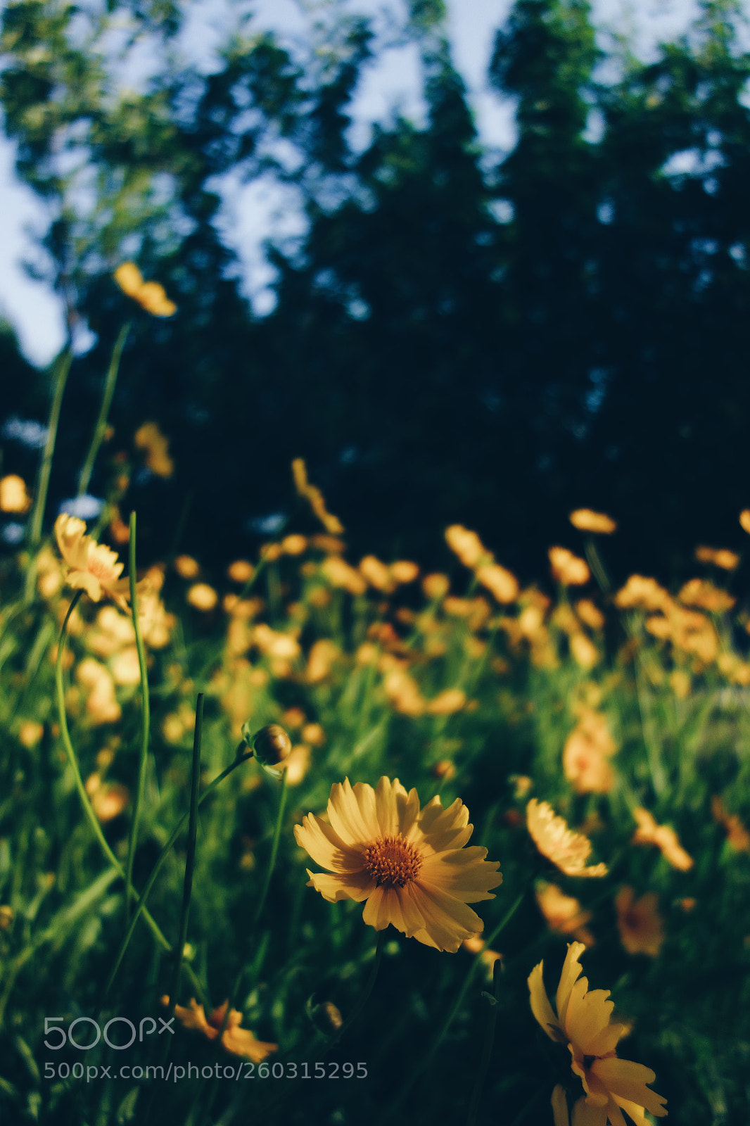 Sony Cyber-shot DSC-RX100 sample photo. Processed with vsco with photography
