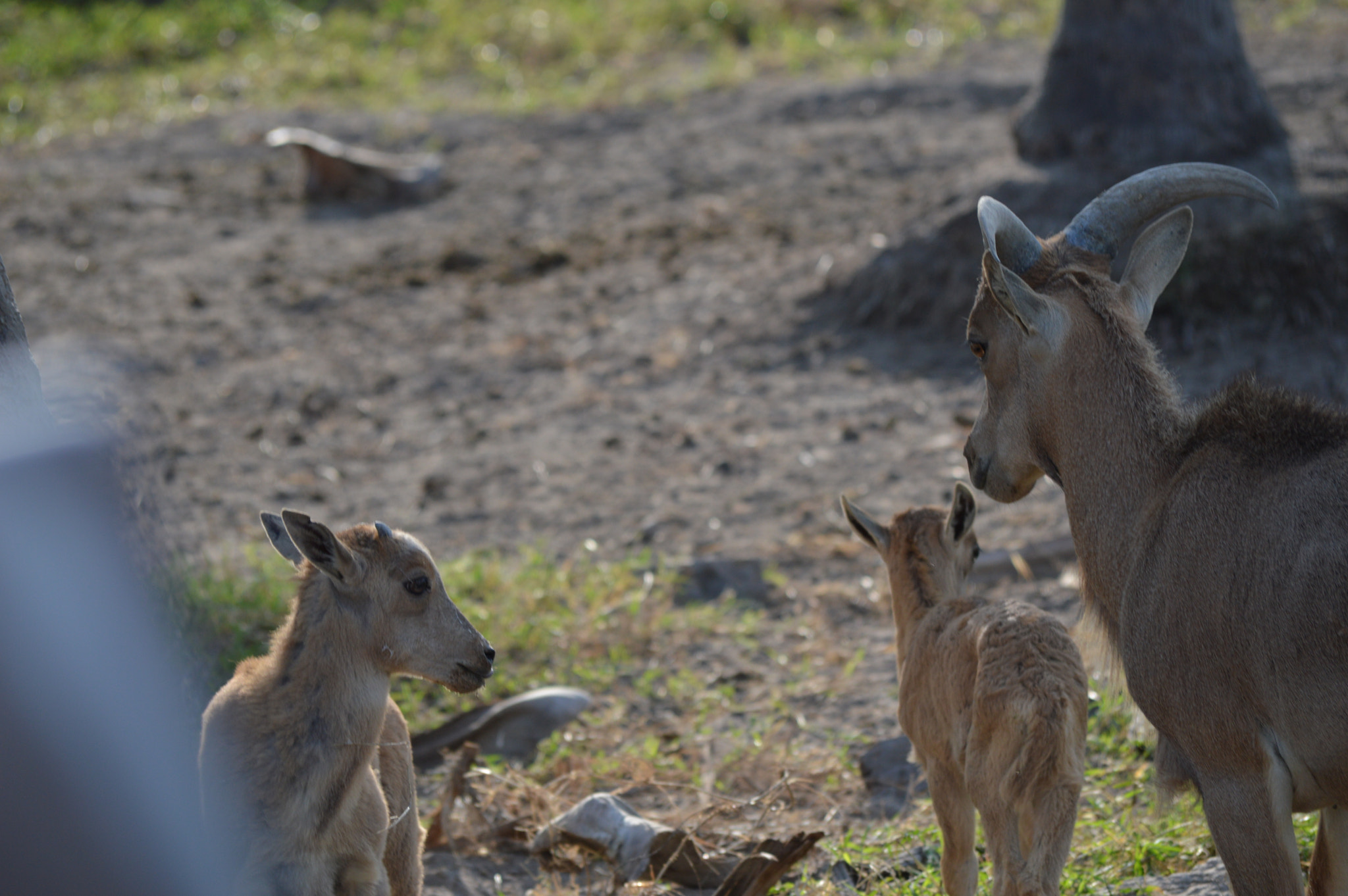 Nikon D3200 sample photo. Familia photography