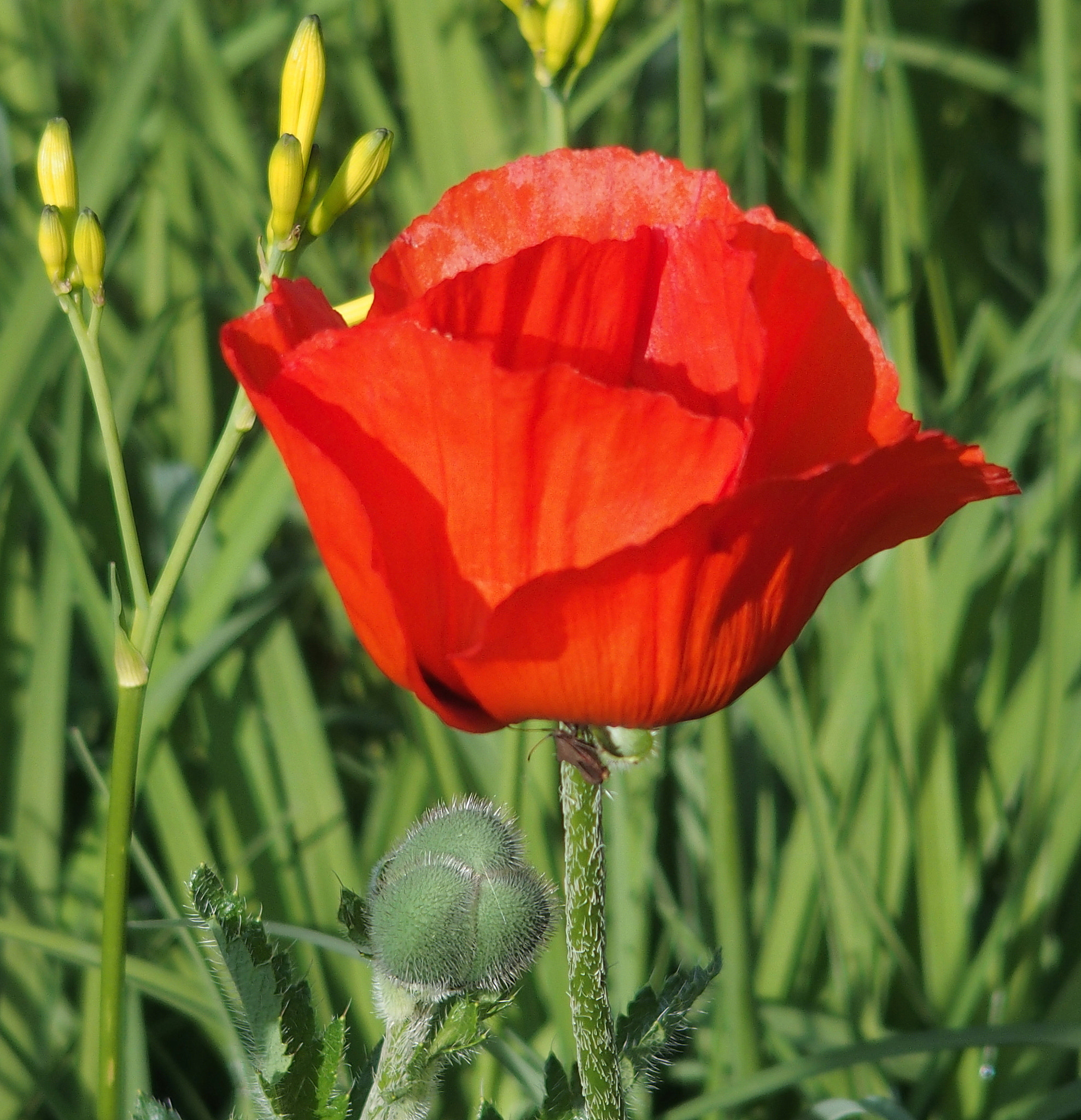 Olympus STYLUS1,1s sample photo. Poppies photography