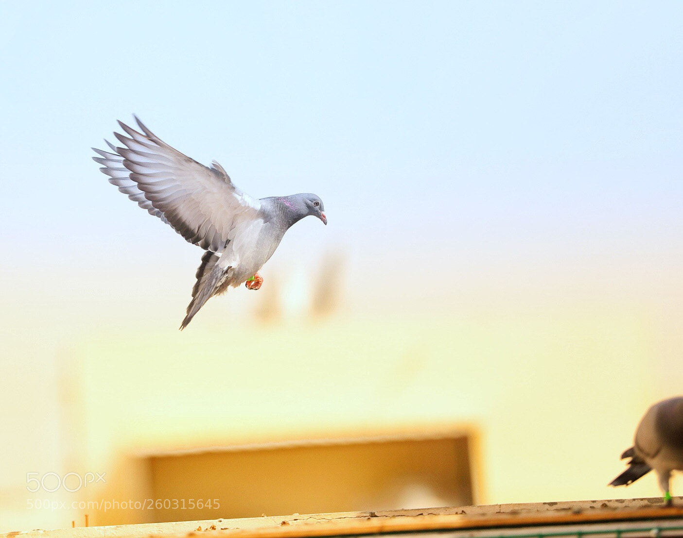 Canon EOS 5D Mark IV sample photo. Untitled photography