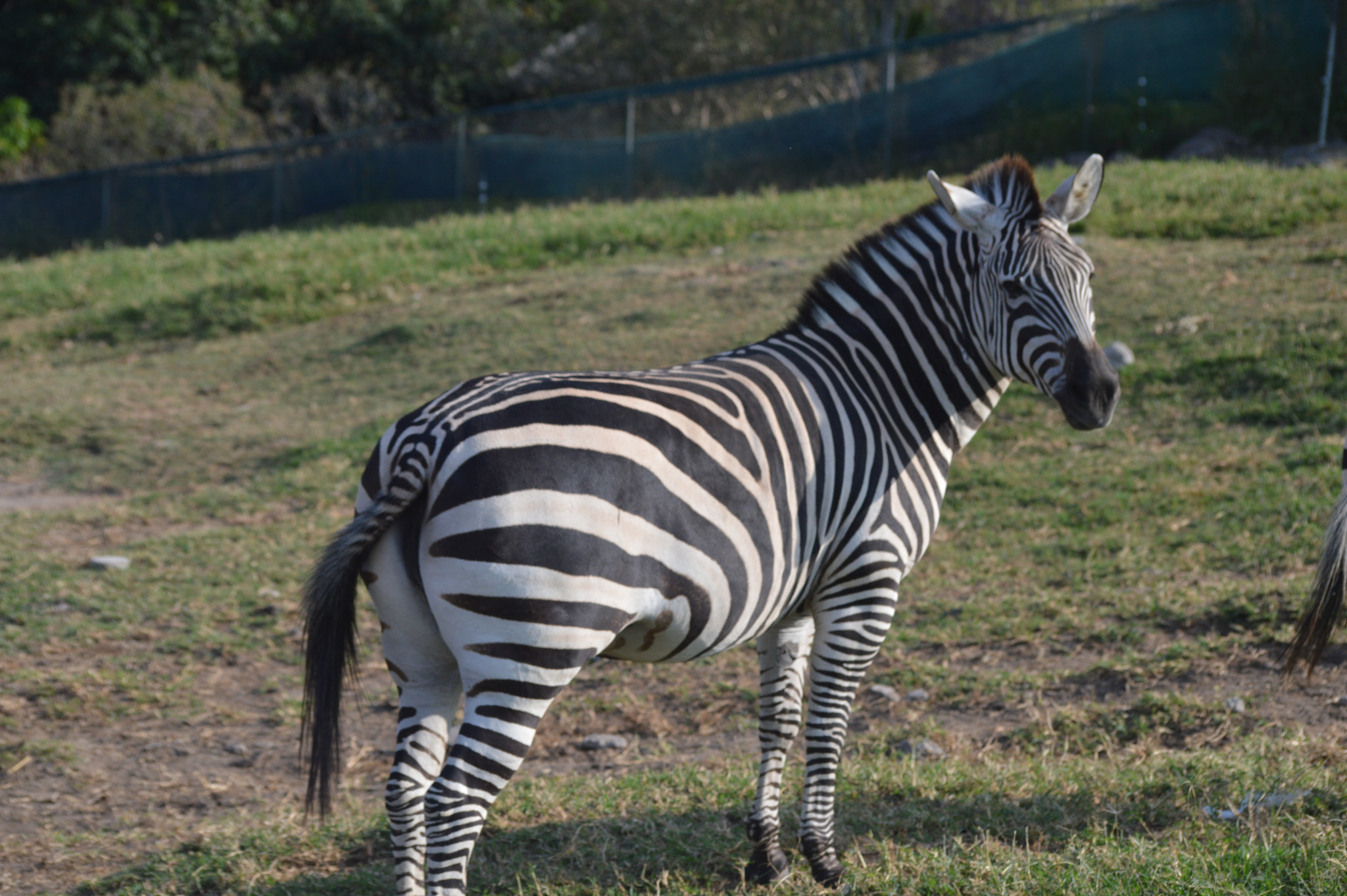 Nikon D3200 sample photo. Zebra photography