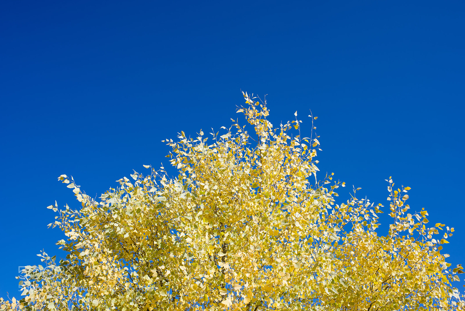 Nikon D810 sample photo. 秋yellow leaves photography