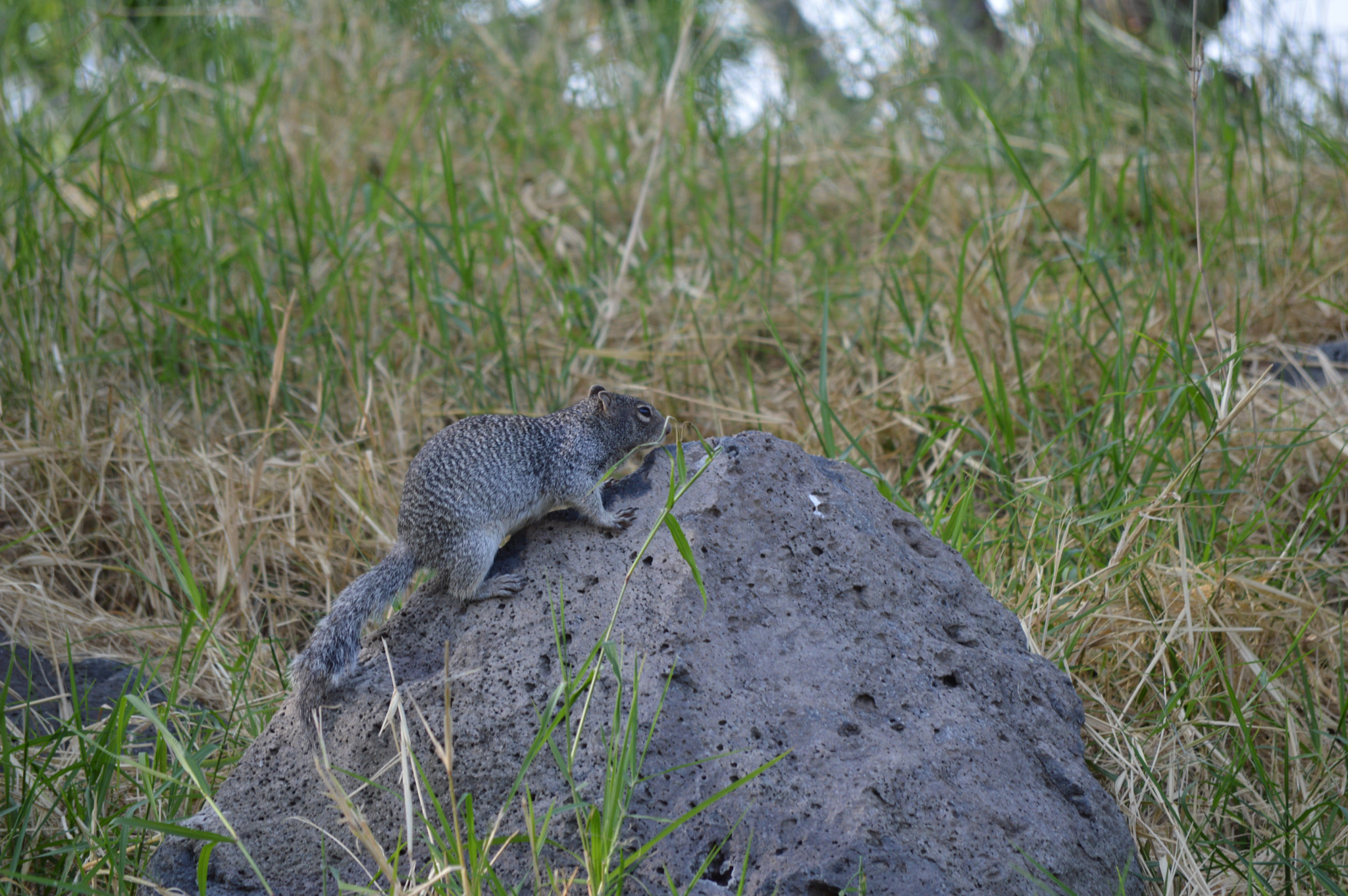 Nikon D3200 sample photo. Alvin photography