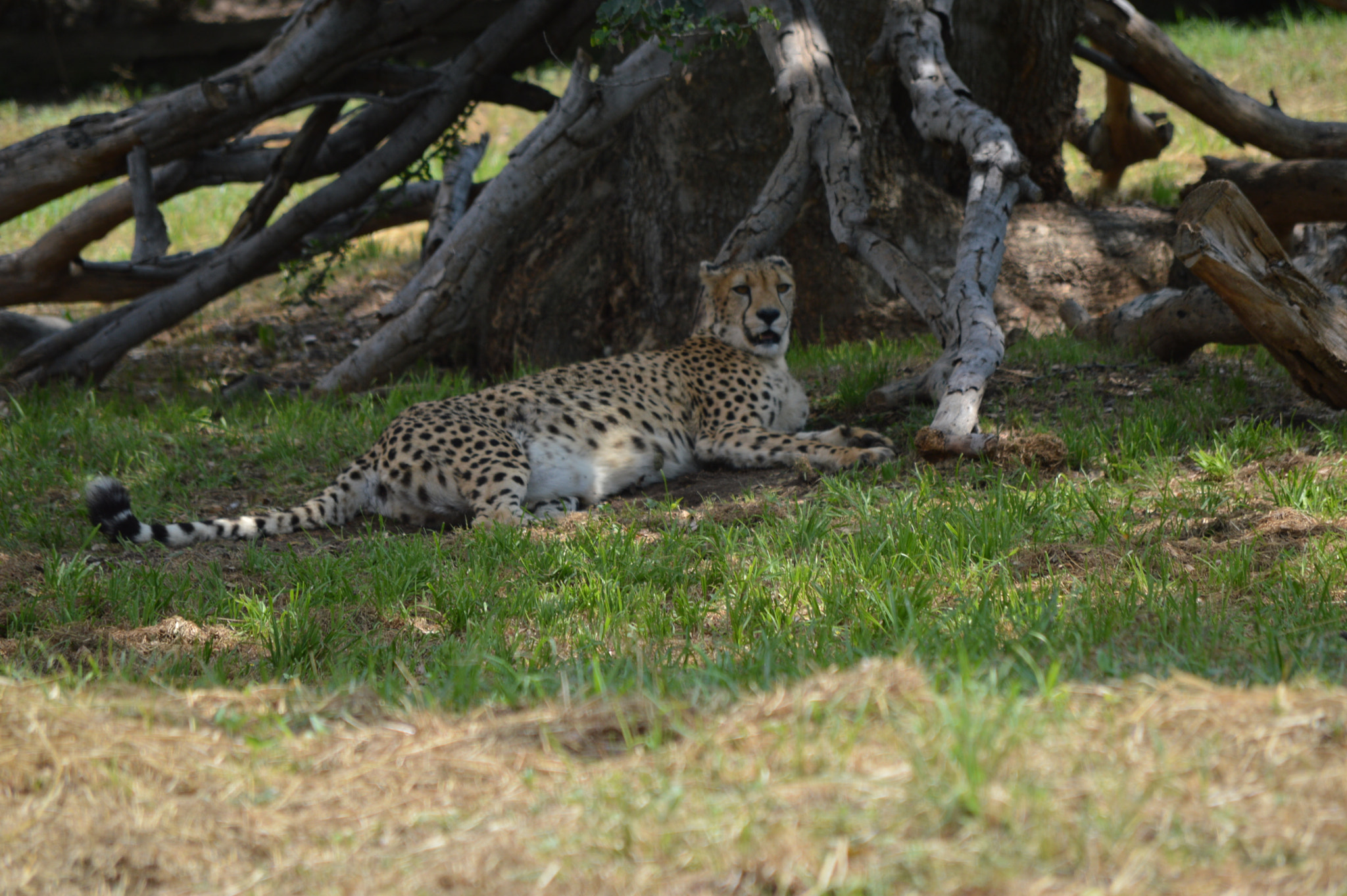 Nikon D3200 sample photo. Gatito photography