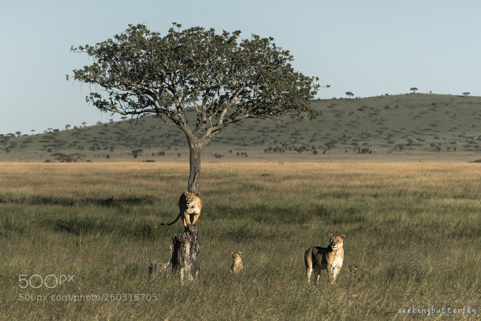 Sony a7R II sample photo. Hunting lions photography