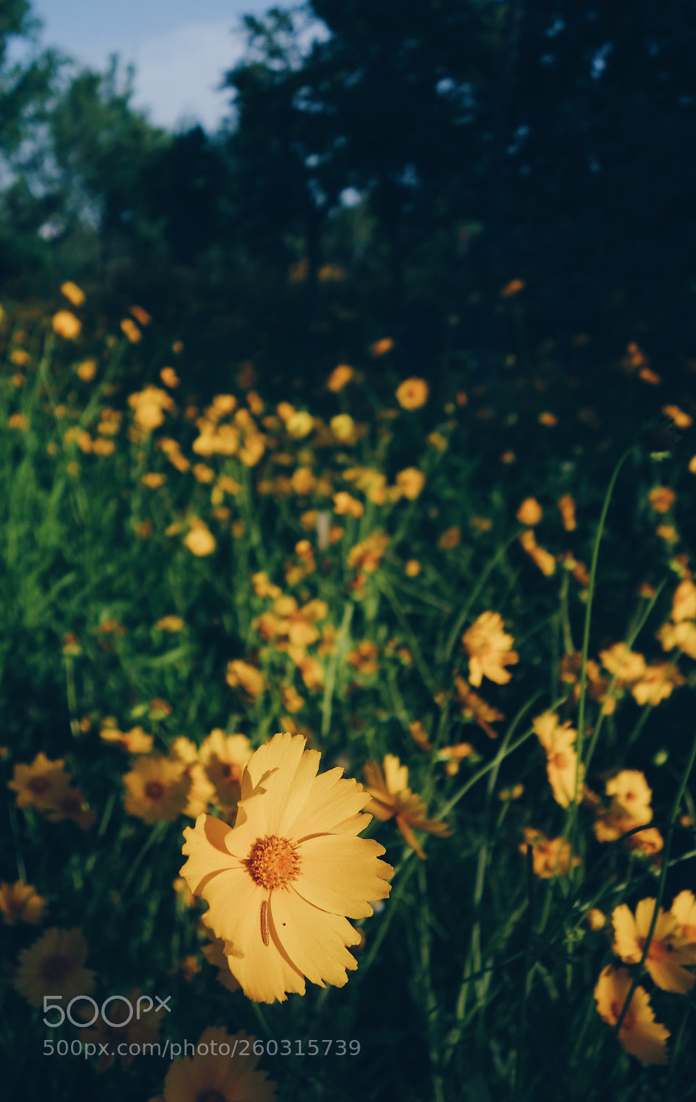 Sony Cyber-shot DSC-RX100 sample photo. Processed with vsco with photography